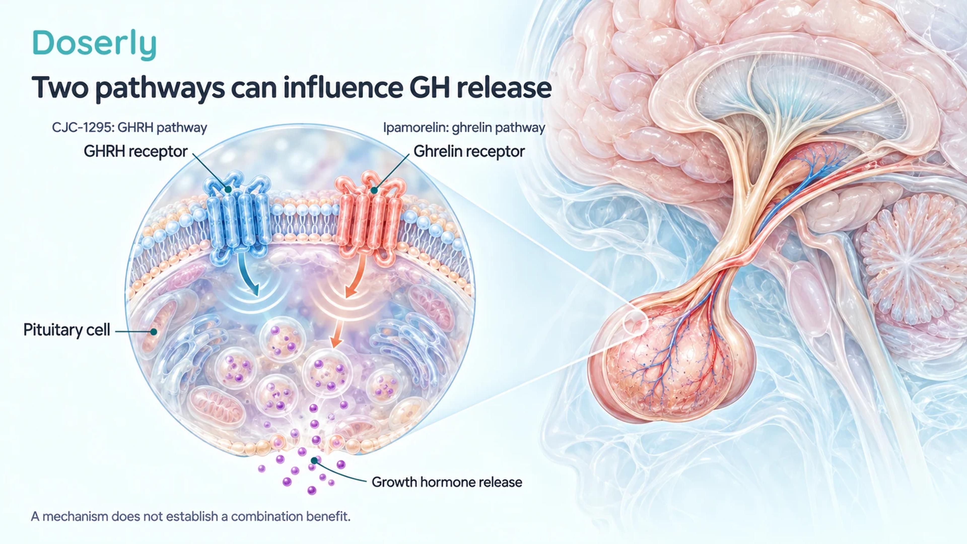 A pituitary gland and enlarged cell membrane illustrate separate GHRH and ghrelin receptor pathways involved in GH release.