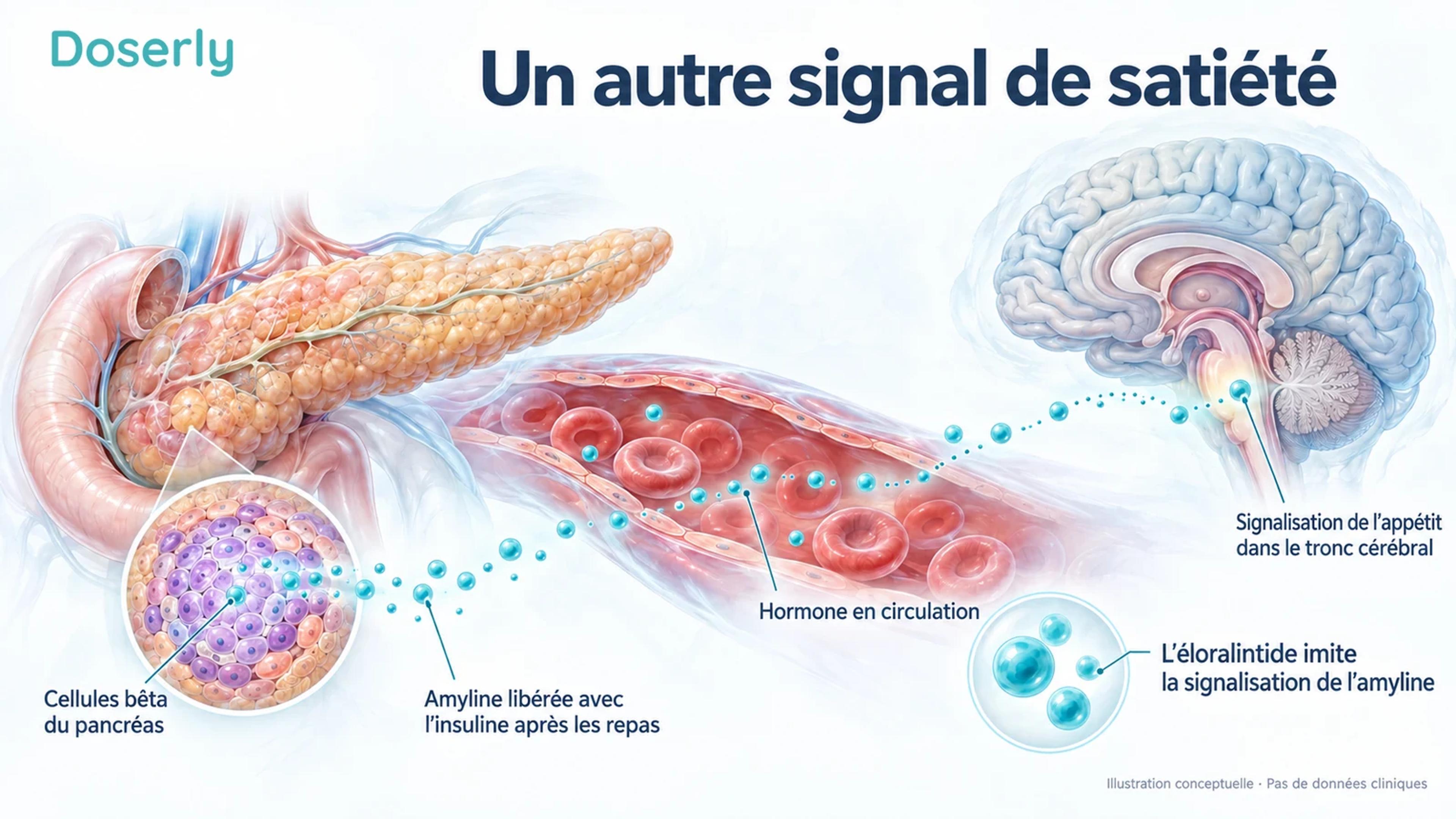 Les cellules bêta du pancréas libèrent de l’amyline dans la circulation; un trajet conceptuel de signalisation mène aux structures du tronc cérébral qui régulent l’appétit.