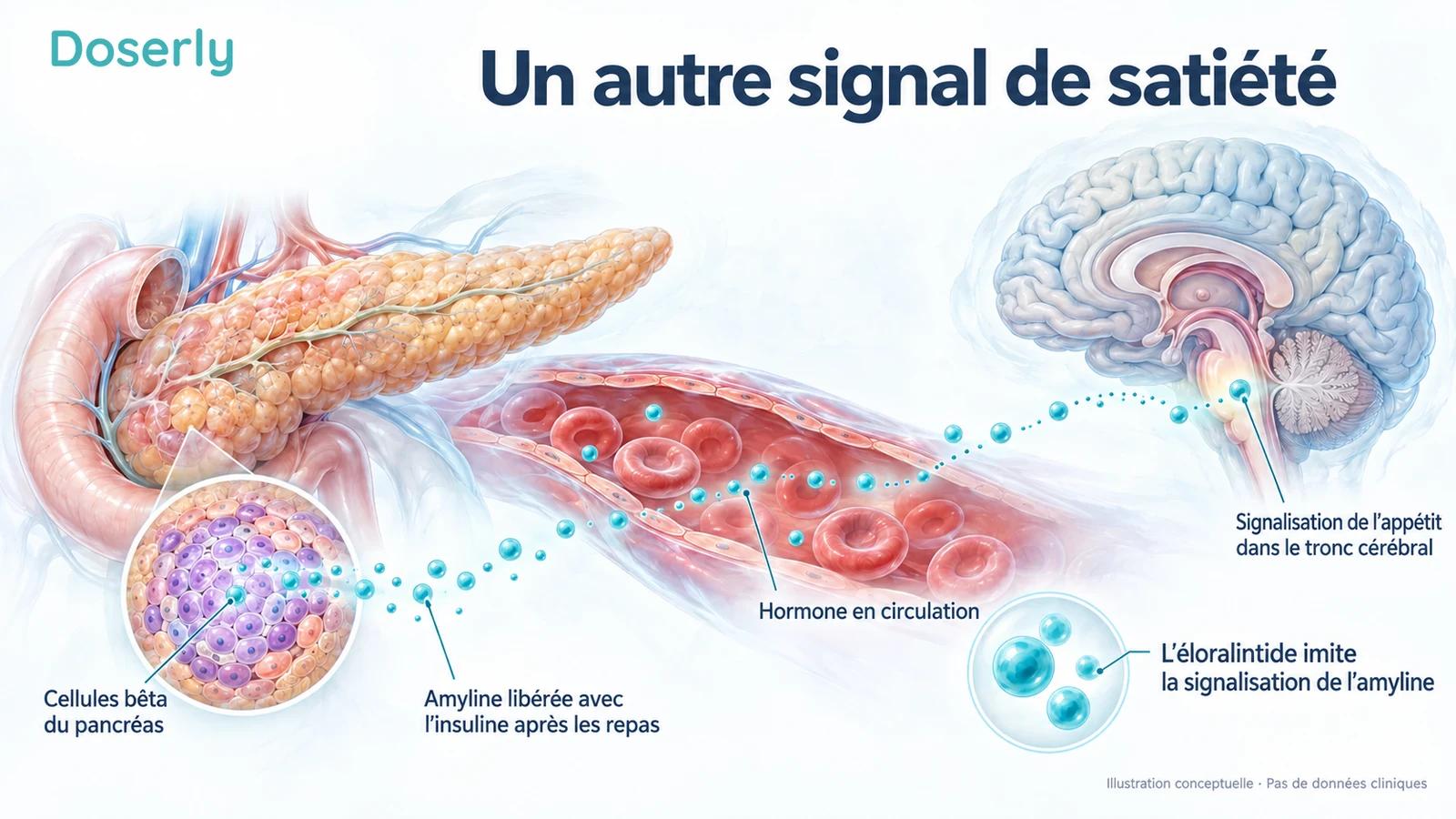 Les cellules bêta du pancréas libèrent de l’amyline dans la circulation; un trajet conceptuel de signalisation mène aux structures du tronc cérébral qui régulent l’appétit.