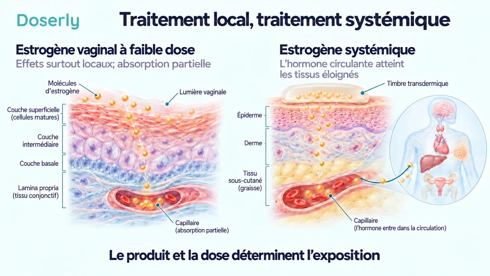 Des illustrations de tissu vaginal microscopique et d’un timbre cutané distinguent les effets surtout locaux de l’estrogène de l’administration systémique d’hormones.