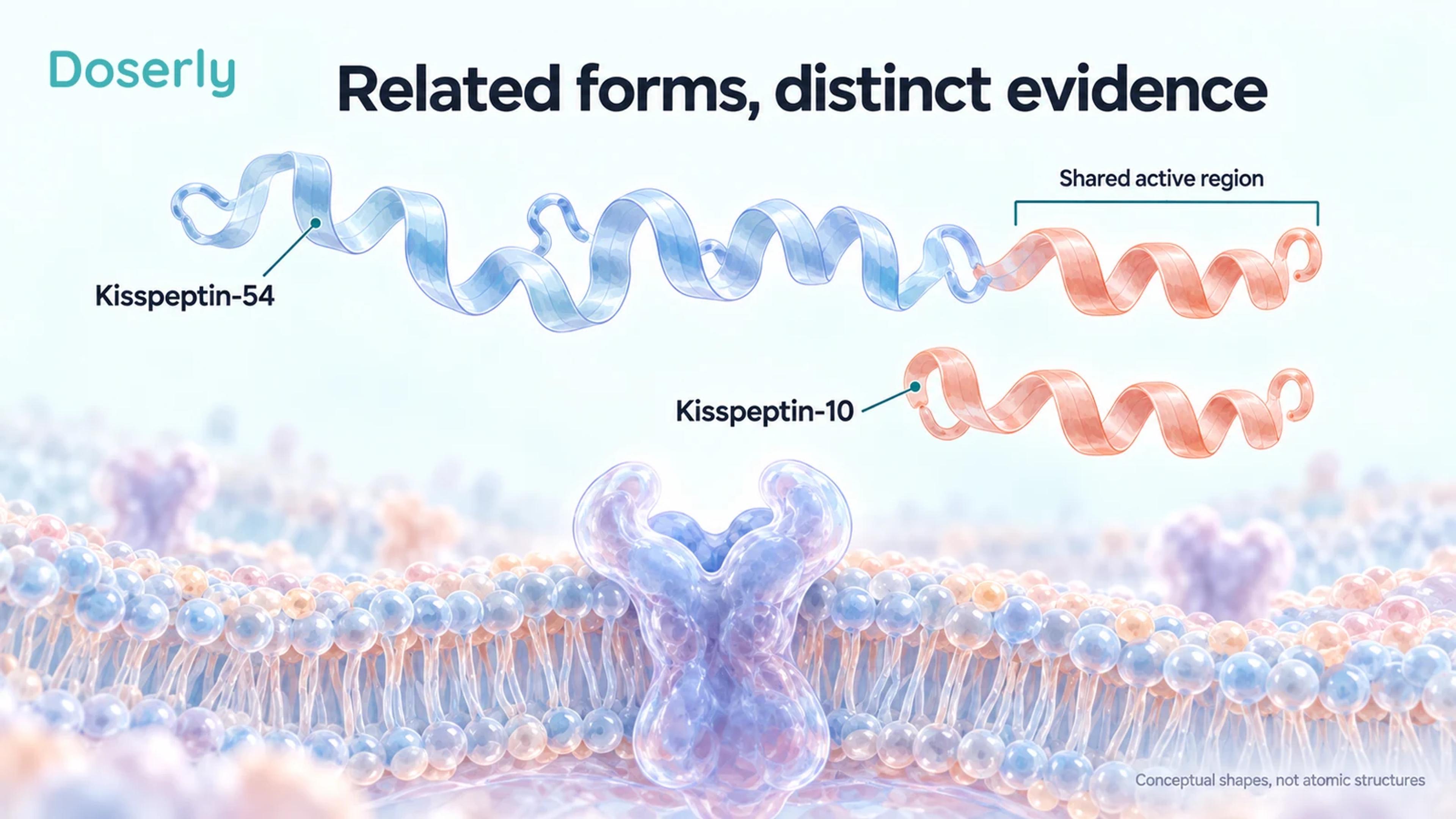 Two conceptual peptide ribbons illustrate the longer kisspeptin-54 chain and the shorter shared active region represented by kisspeptin-10.