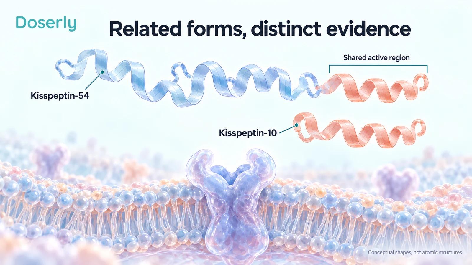 Two conceptual peptide ribbons illustrate the longer kisspeptin-54 chain and the shorter shared active region represented by kisspeptin-10.