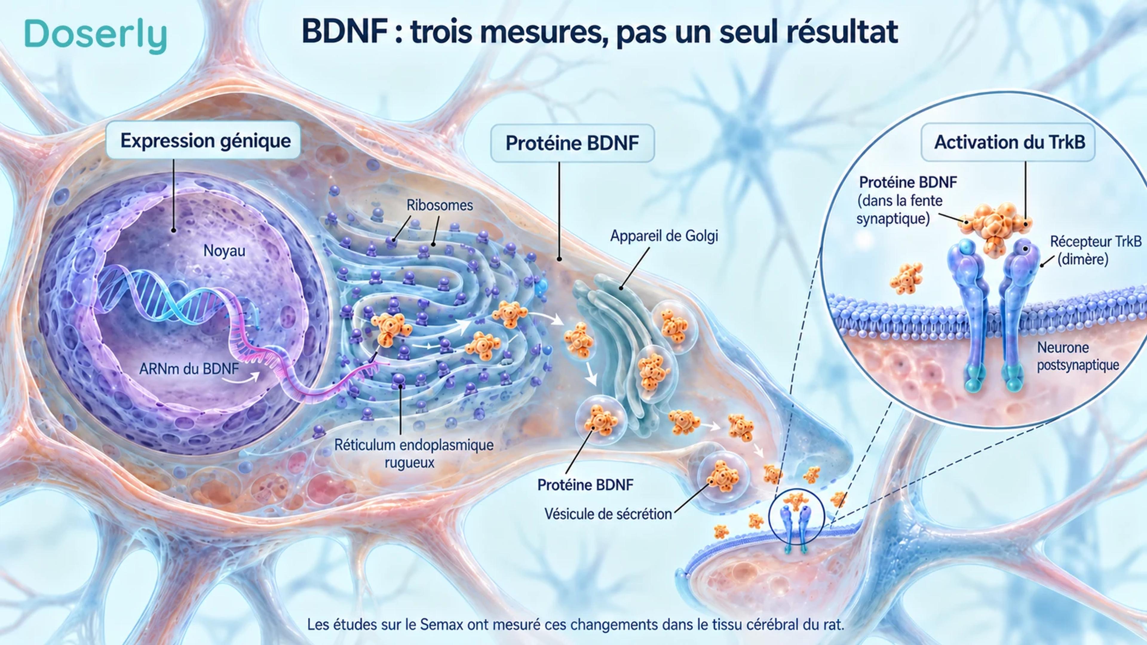 Compartiments détaillés d’un neurone illustrant l’expression génique, la protéine BDNF et l’activation du récepteur TrkB comme mesures distinctes.