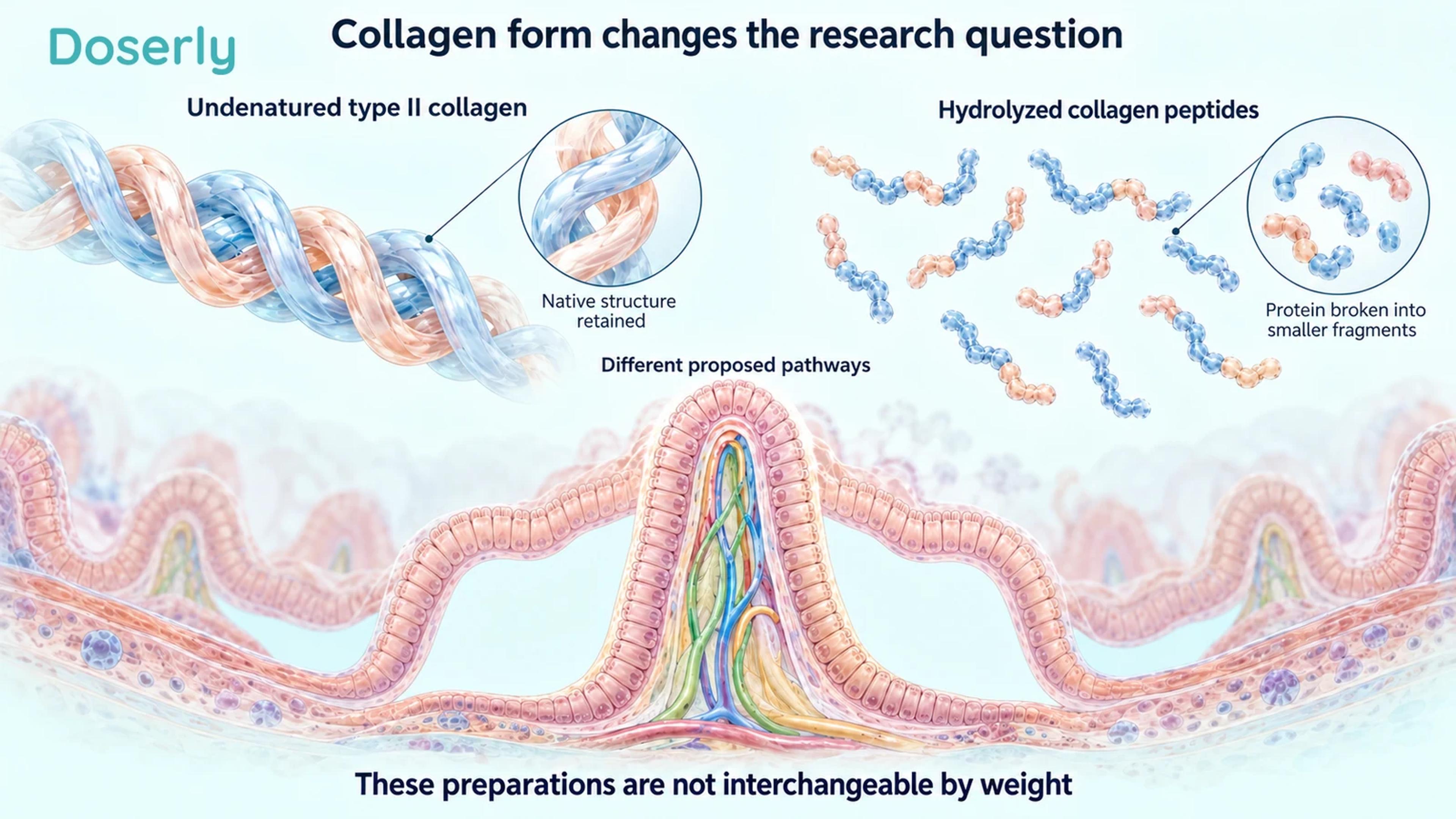 An intact conceptual collagen helix and smaller peptide fragments sit above an illustrated intestinal lining.