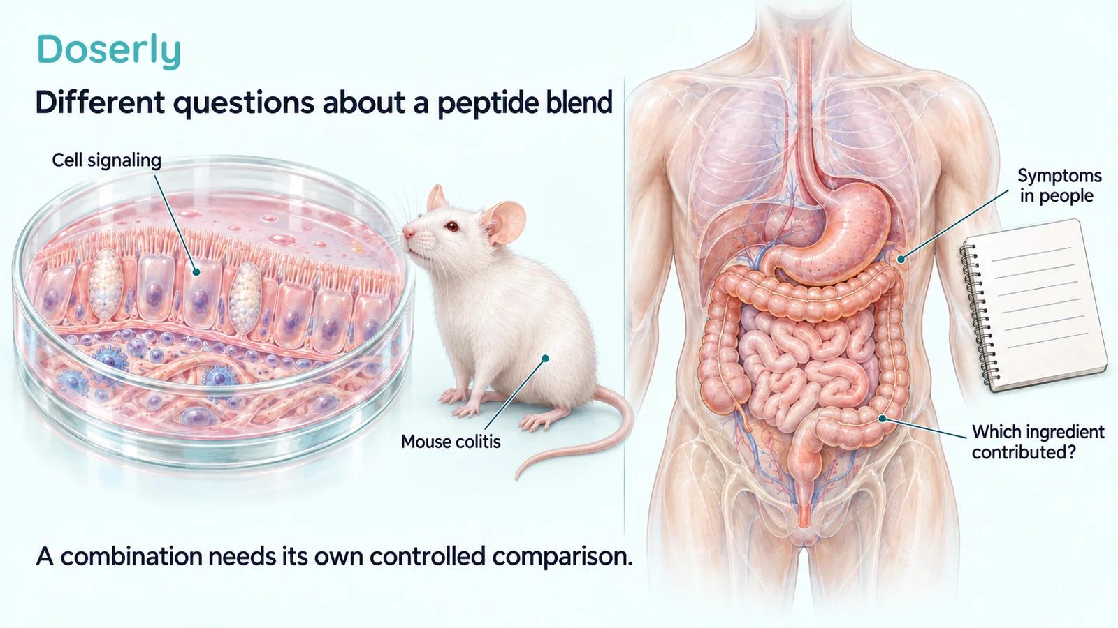 Detailed epithelial cell culture, an intact laboratory mouse, and human digestive anatomy distinguish experimental findings from identifying a blend's effects in people.