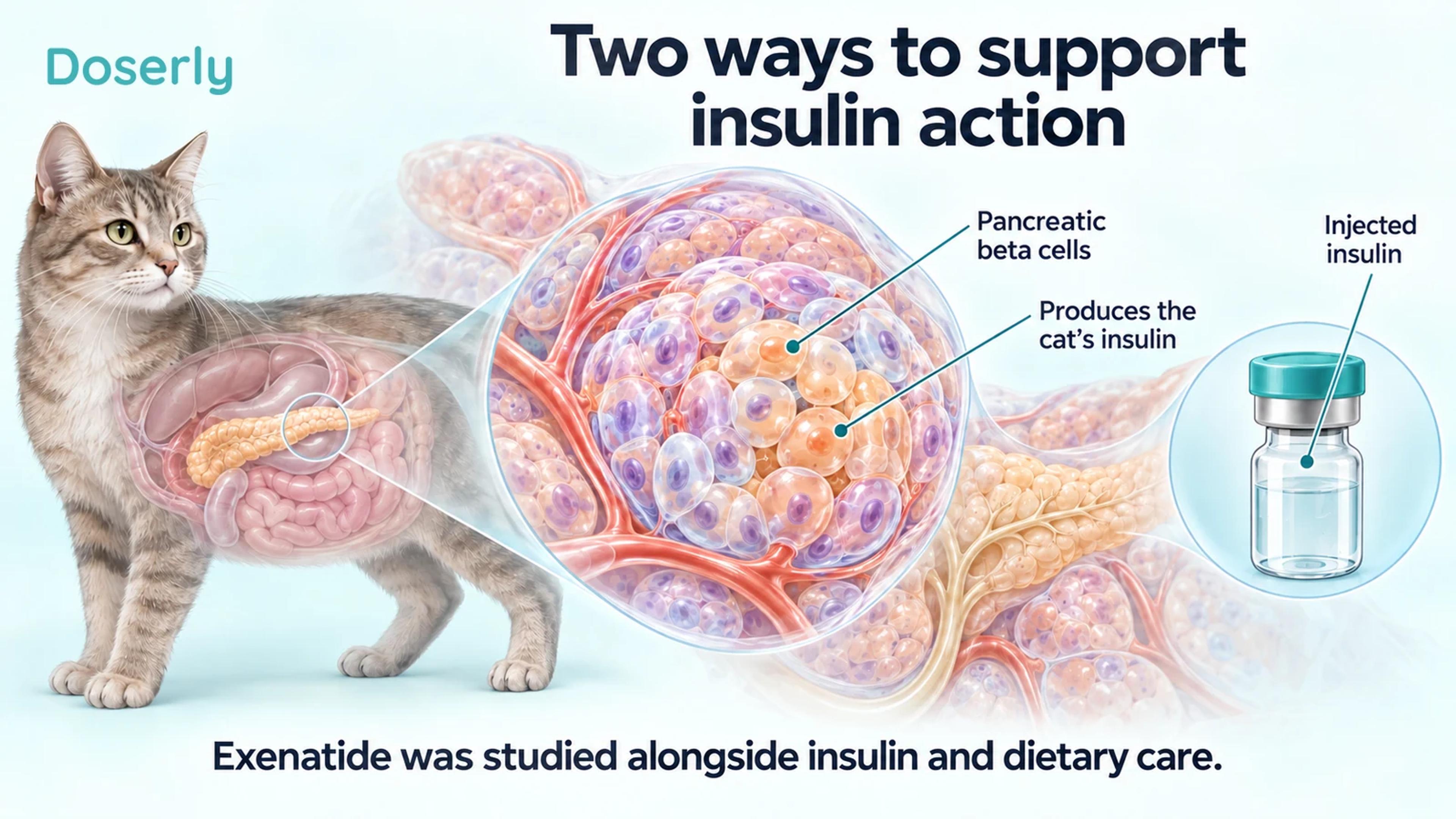 A feline pancreatic islet and a separate insulin vial illustrate the distinction between the cat's own insulin production and supplied insulin.