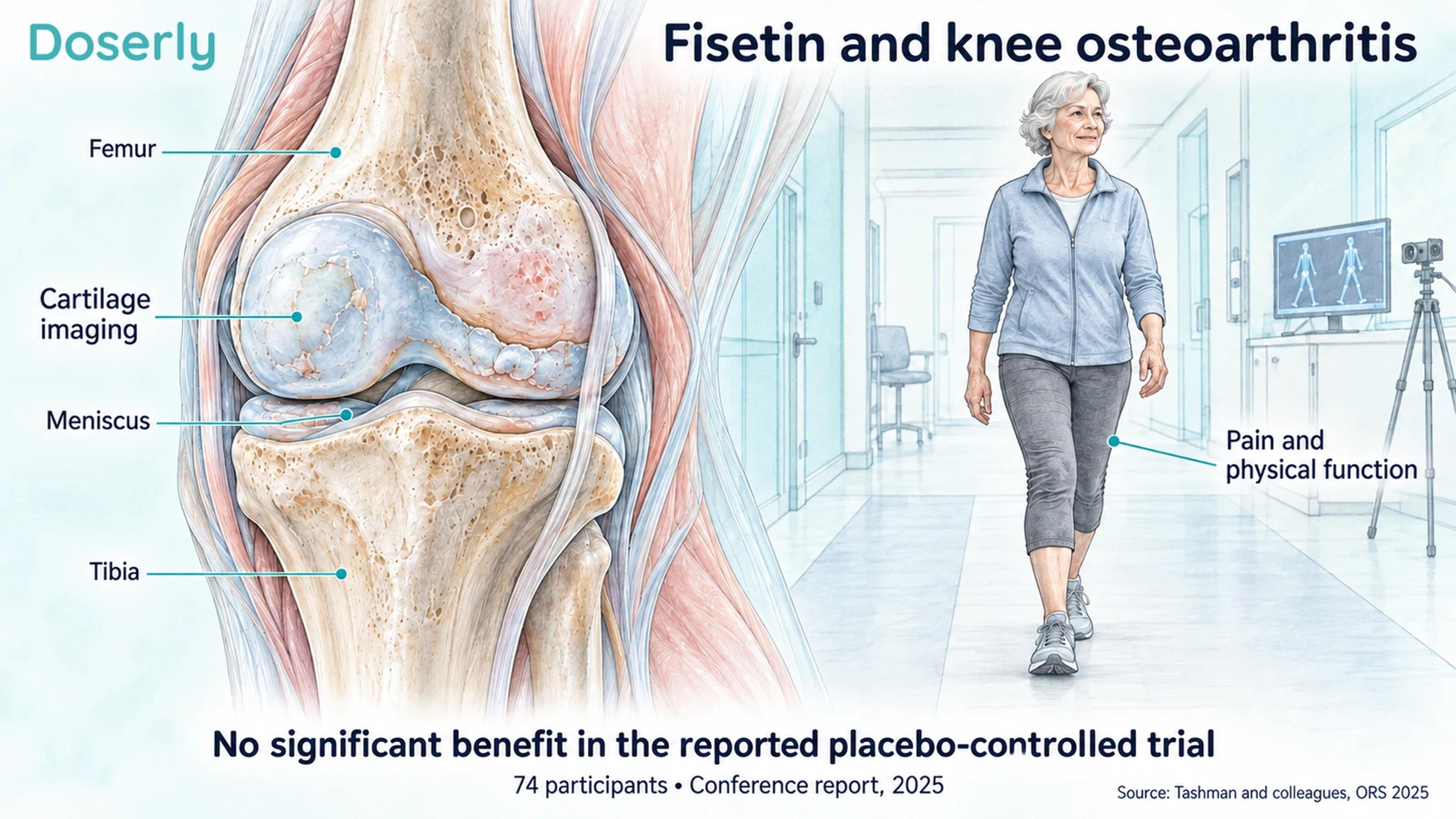 A knee joint cutaway beside an older adult completing a walking assessment, with the reported fisetin trial result.