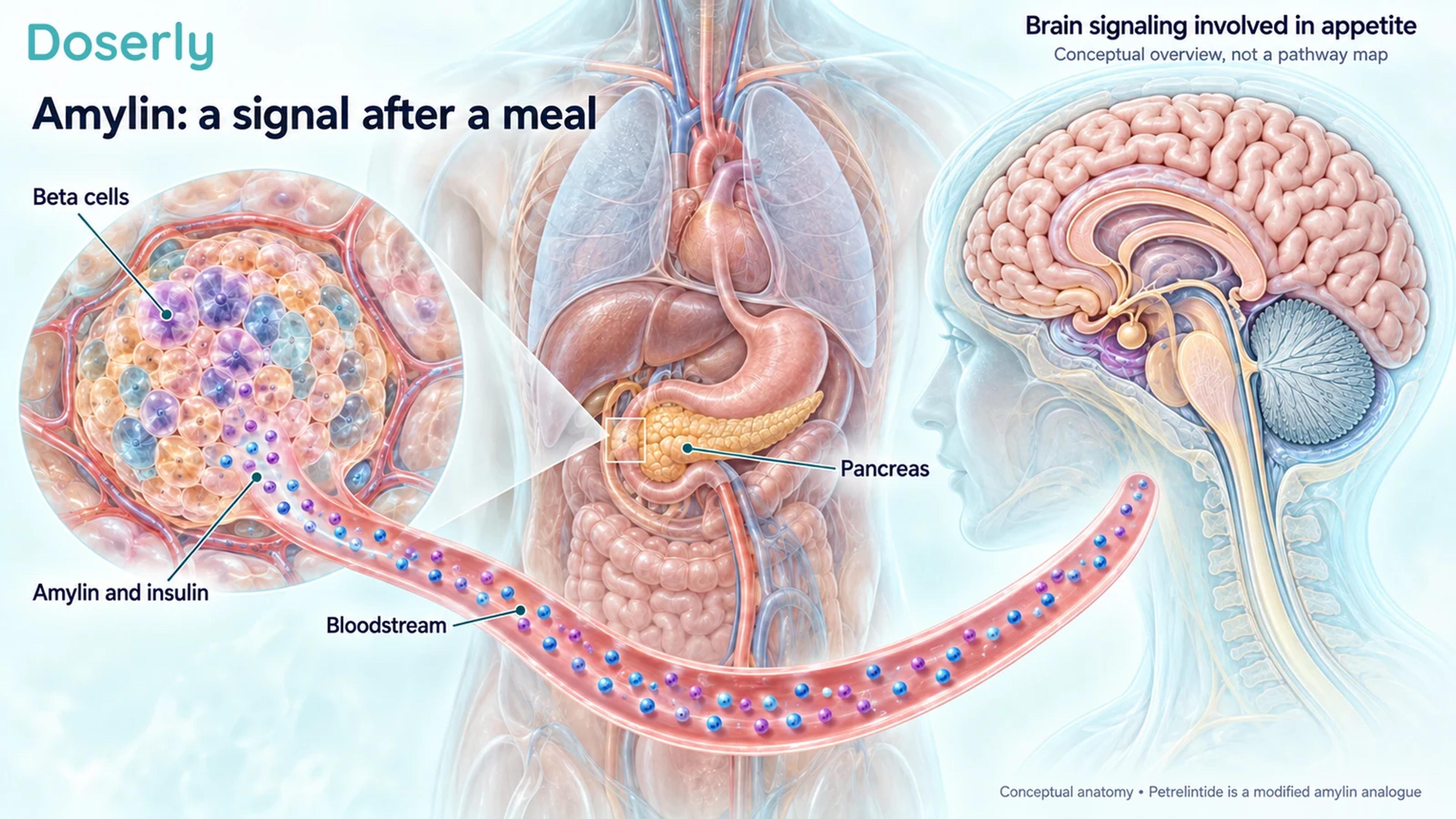 Pancreatic beta cells releasing meal-related hormones beside a conceptual brain illustration.