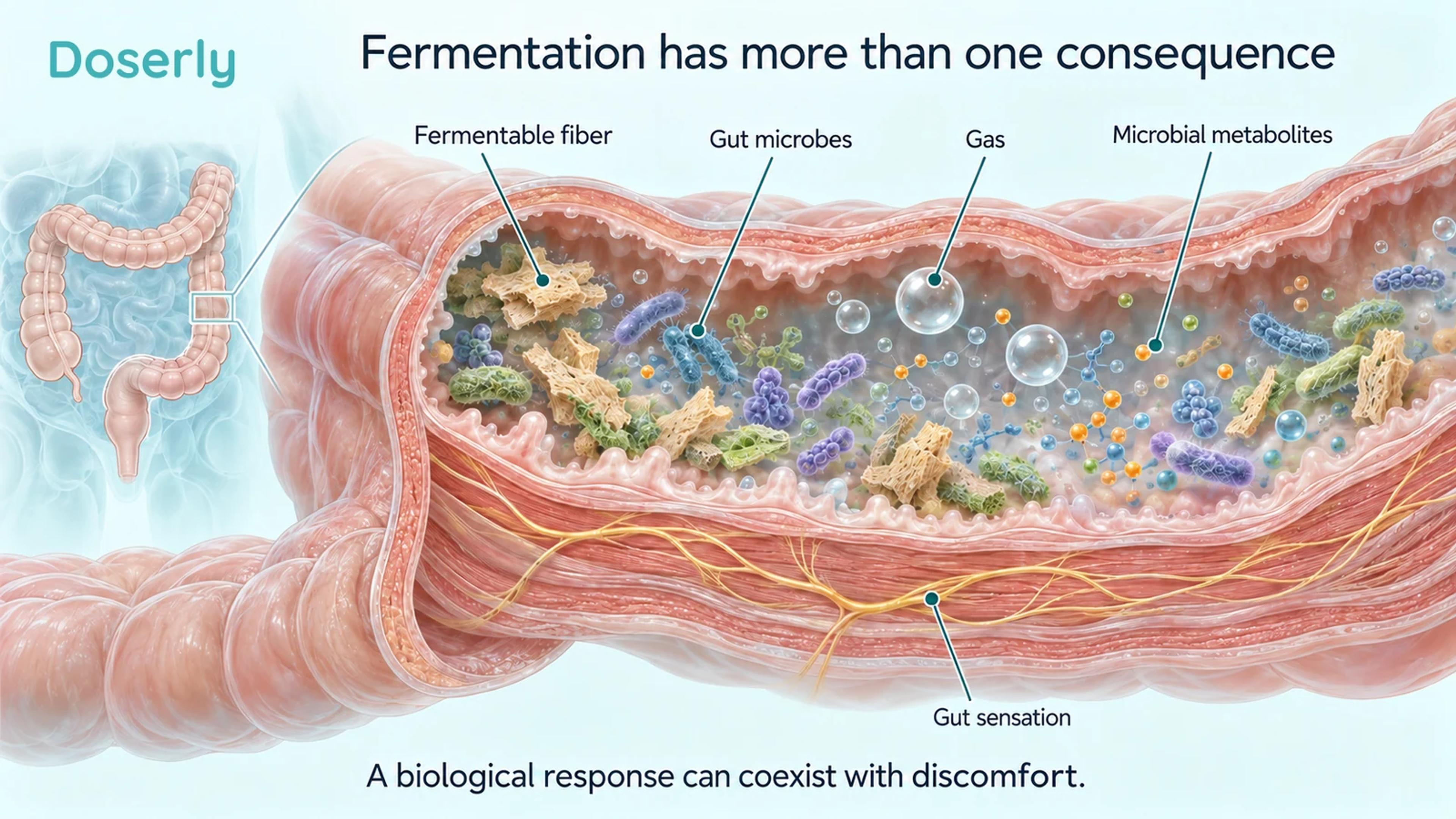 A conceptual colon segment shows fermentable material, microorganisms, gas, metabolites and bowel-wall nerves.