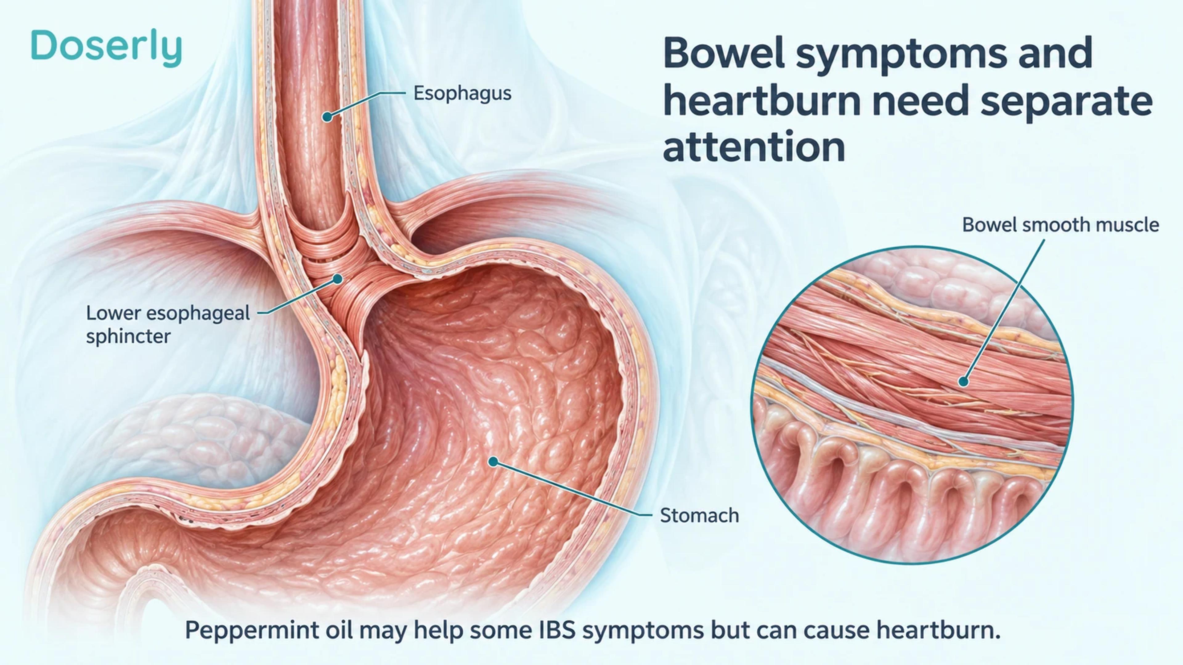 The esophagus and stomach junction are shown beside an enlarged bowel smooth-muscle inset.