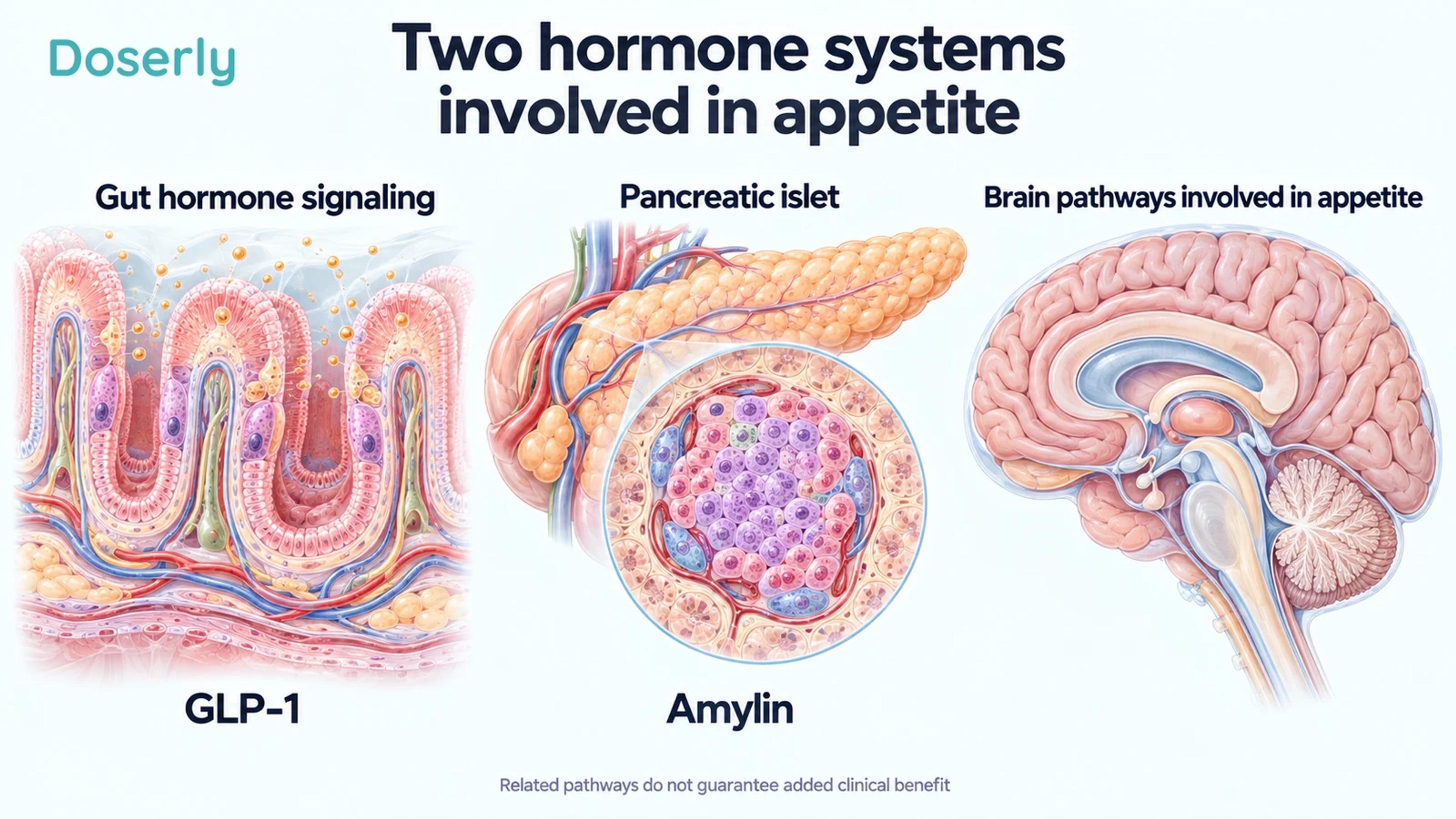 Separate medical-atlas views of intestinal villi, a pancreatic islet and a sagittal brain introduce GLP-1, amylin and appetite regulation.