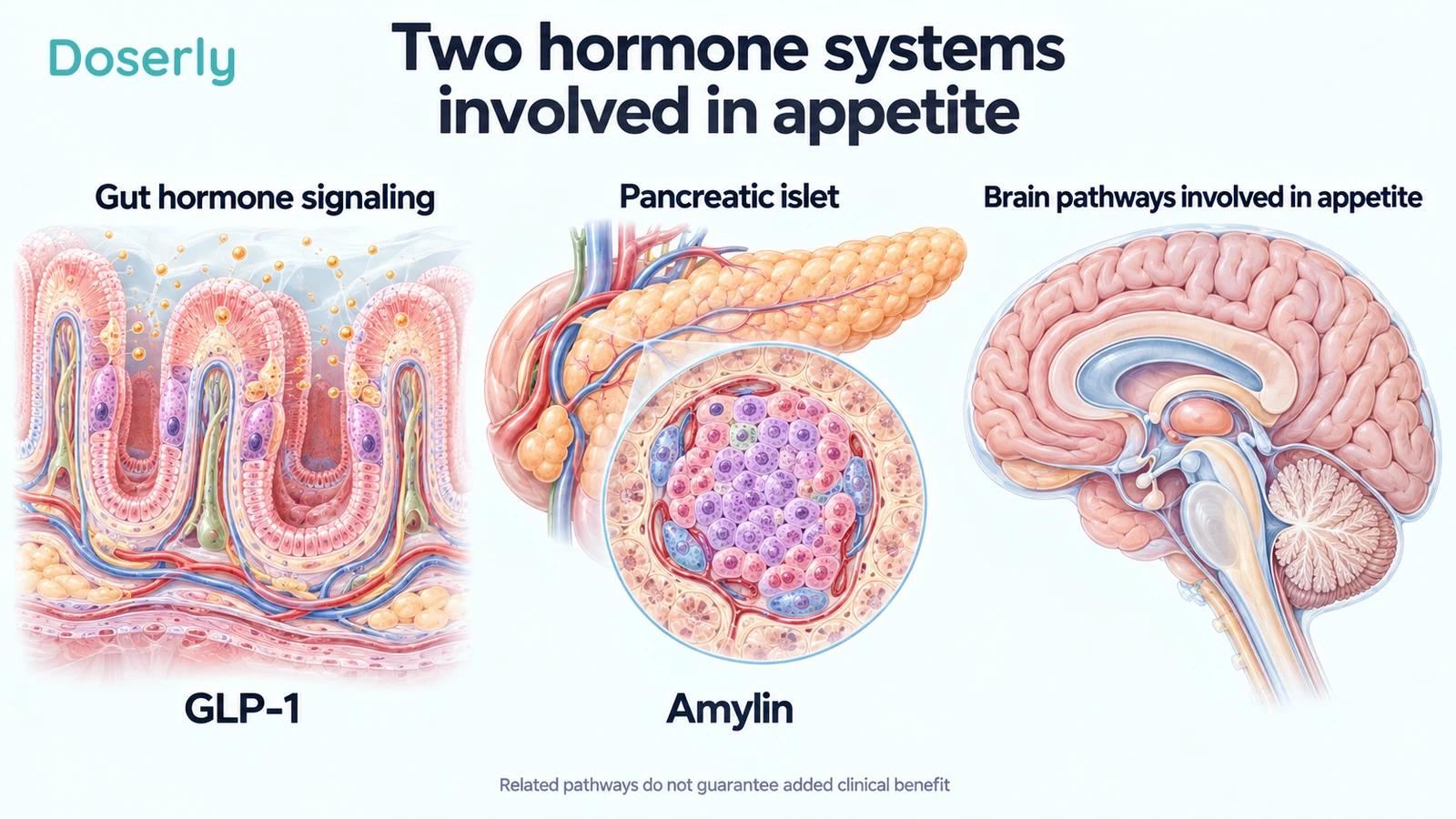 Separate medical-atlas views of intestinal villi, a pancreatic islet and a sagittal brain introduce GLP-1, amylin and appetite regulation.
