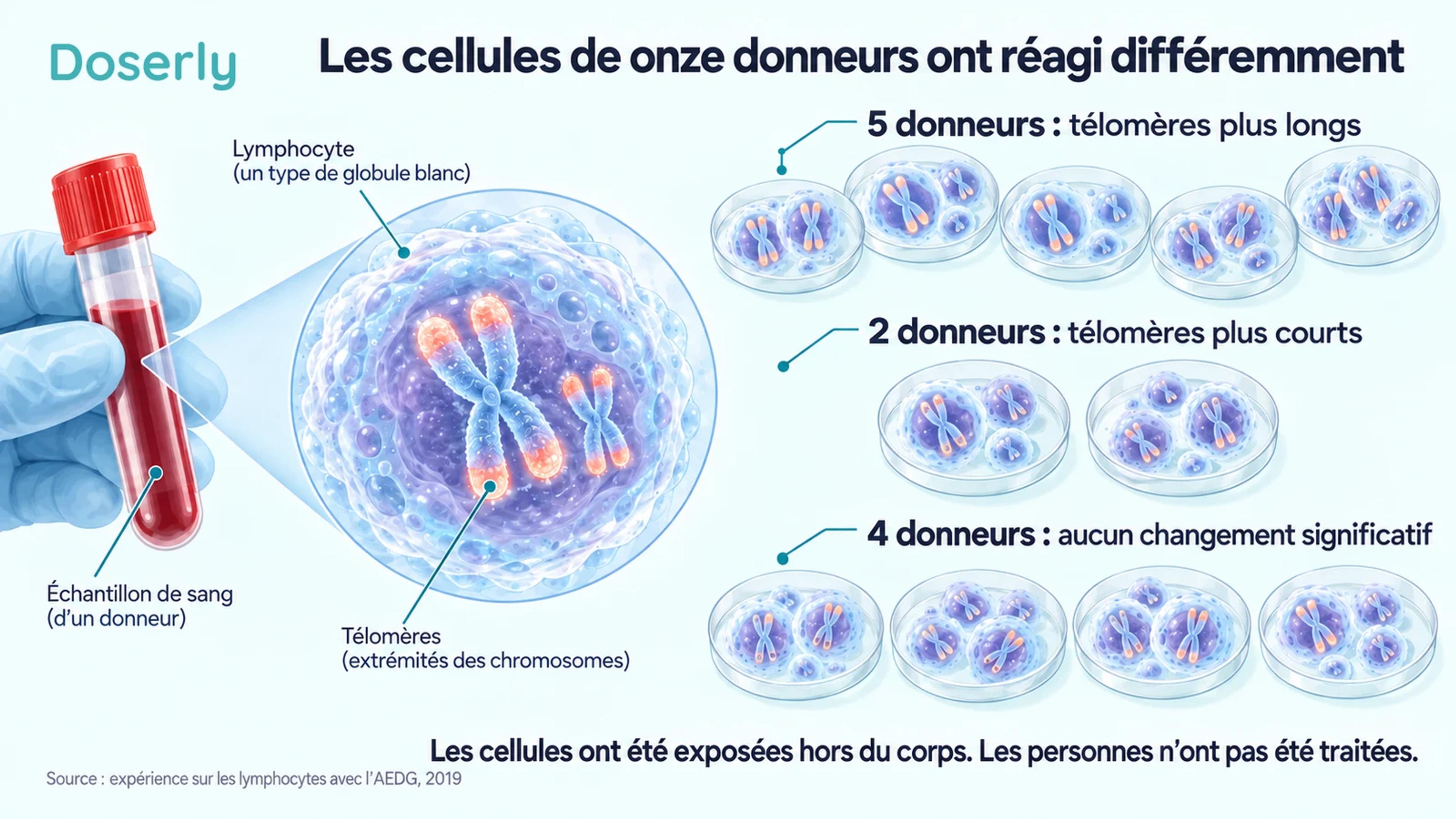 Lymphocytes de onze donneurs regroupés selon le sens du changement des télomères rapporté après une exposition à l’extérieur du corps.
