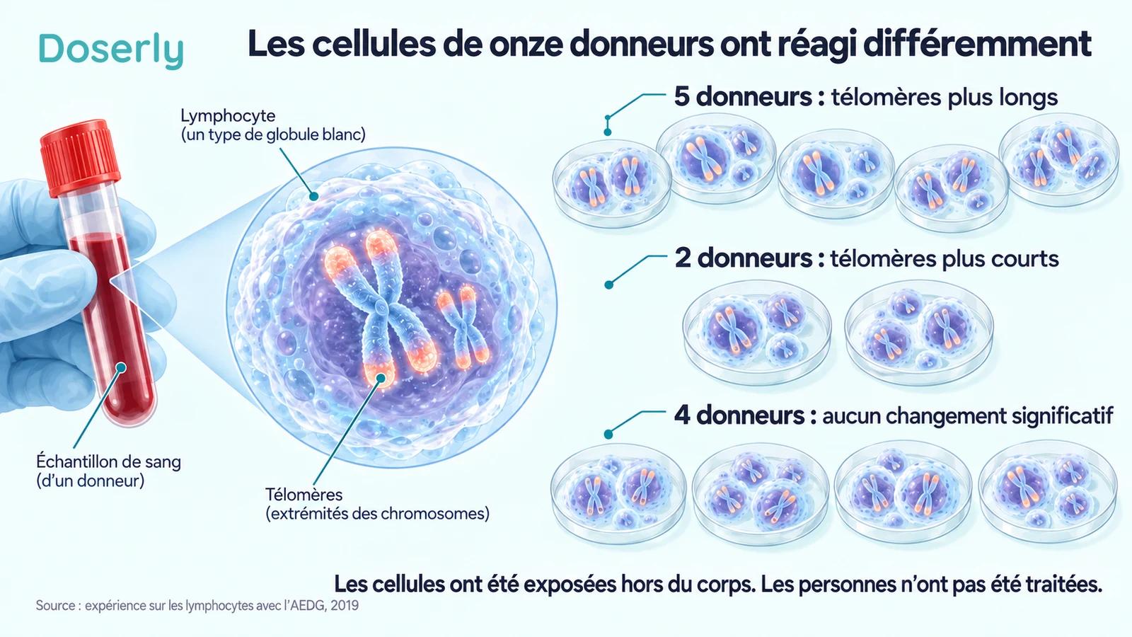 Lymphocytes de onze donneurs regroupés selon le sens du changement des télomères rapporté après une exposition à l’extérieur du corps.
