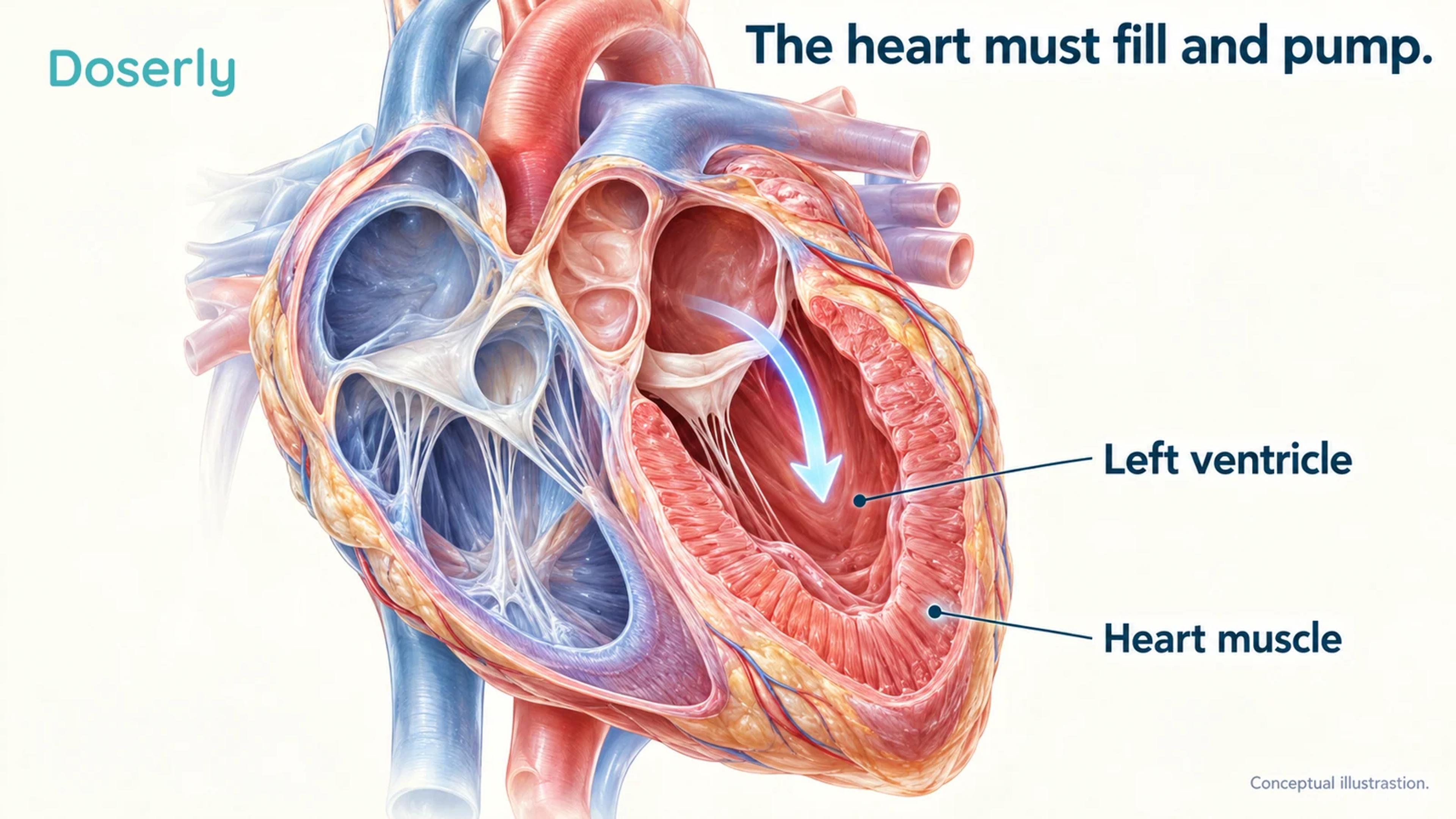 Detailed conceptual heart cross-section emphasizing a ventricular chamber and surrounding muscle.