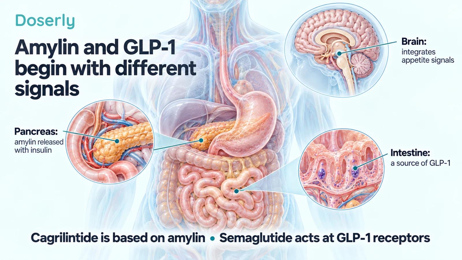 Translucent digestive anatomy with pancreas, intestinal and brain insets illustrating sources and integration of appetite signals.