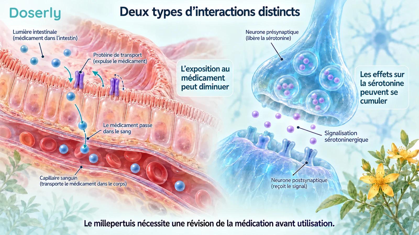 Le transport intestinal et une synapse neuronale illustrent une exposition réduite aux médicaments et des effets additifs sur la sérotonine.