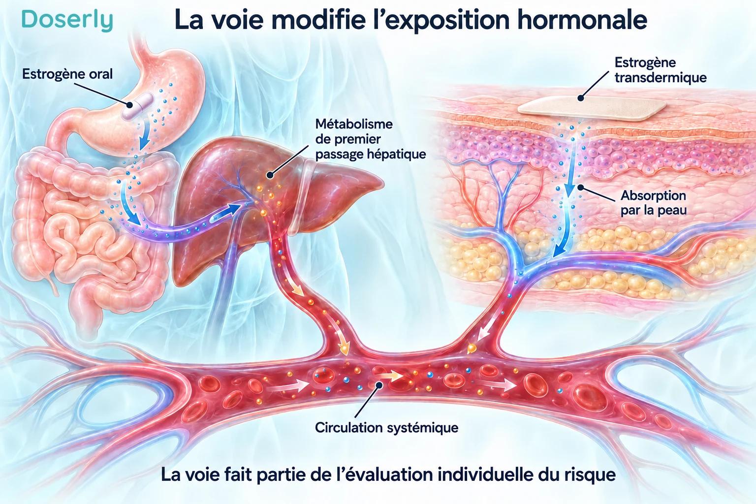 L’absorption digestive avec passage par le foie et l’absorption par la peau illustrent les voies orale et transdermique de l’estrogène.