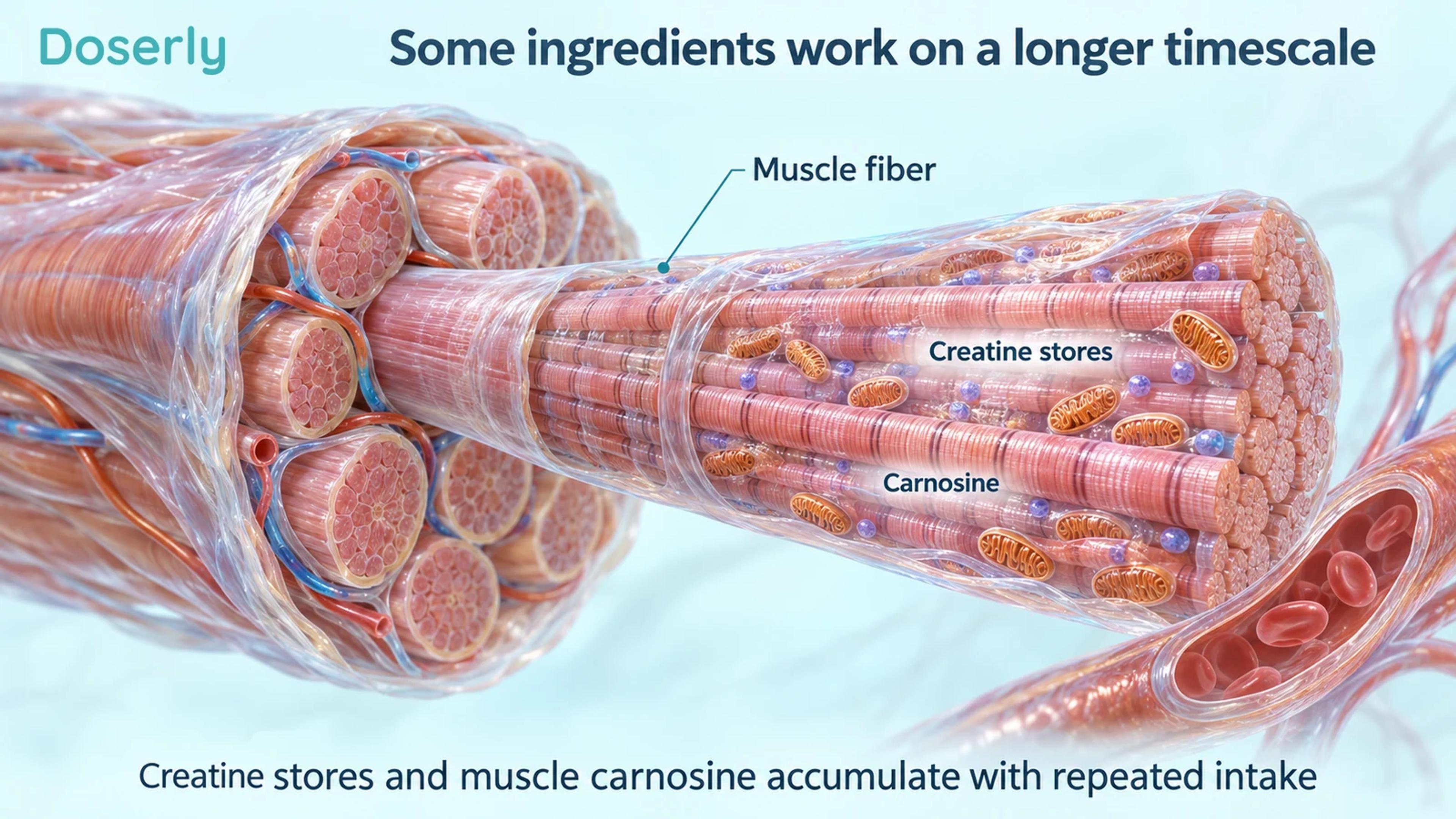 Detailed skeletal-muscle illustration showing fibers, mitochondria and a capillary beside labels for creatine stores and carnosine.