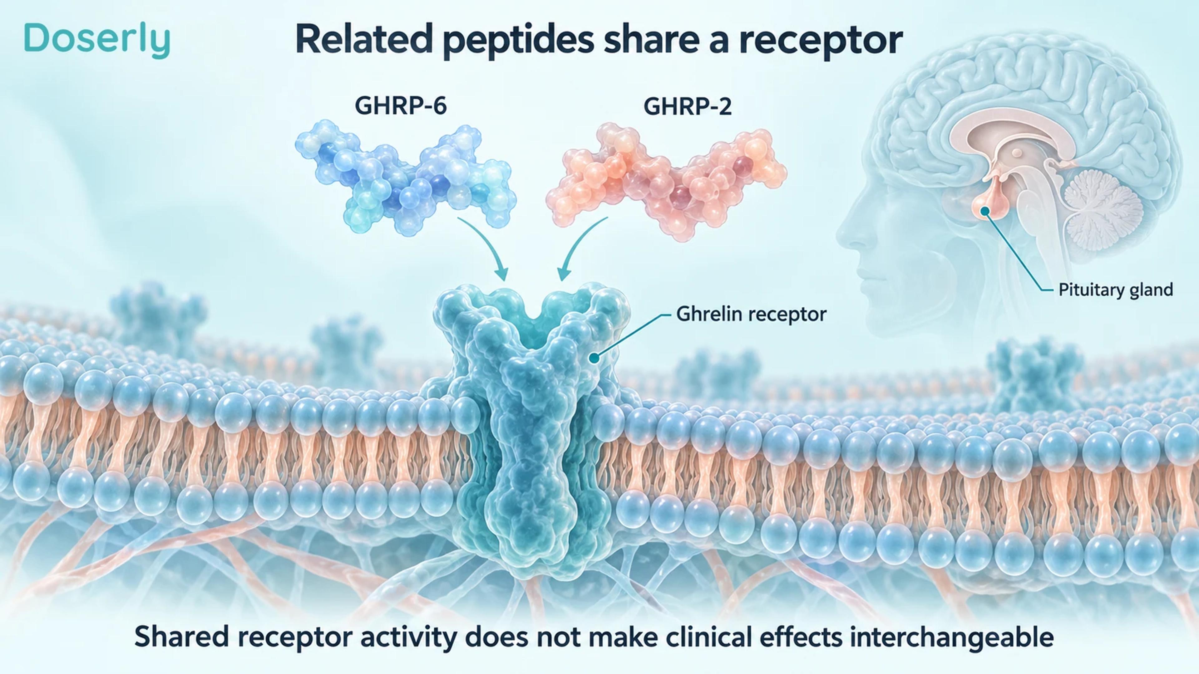 Conceptual GHRP-6 and GHRP-2 shapes beside a shared ghrelin receptor and a pituitary anatomy inset.