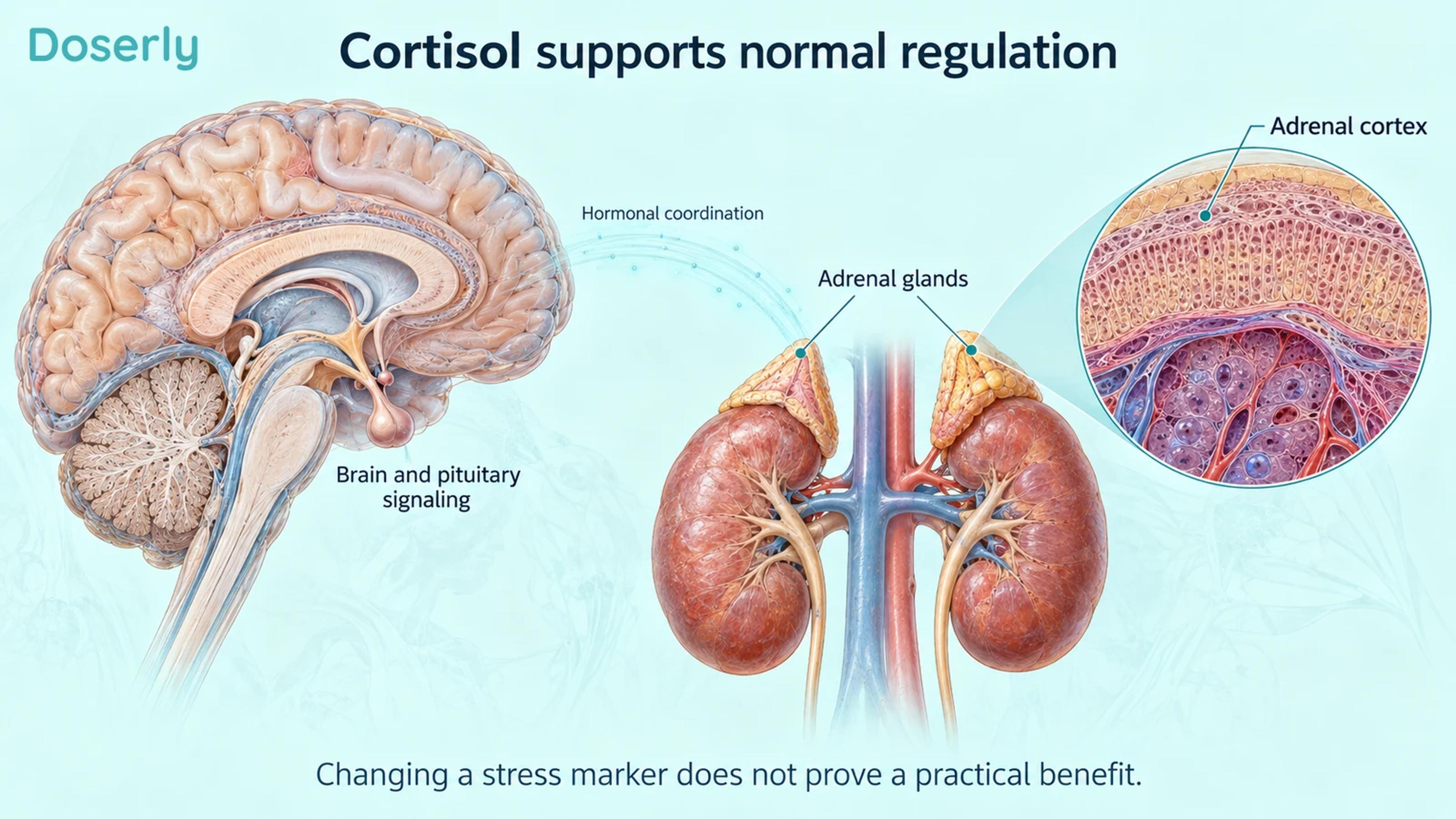 A detailed brain and paired adrenal glands above the kidneys illustrate normal hormonal coordination, with an enlarged adrenal cortex inset.