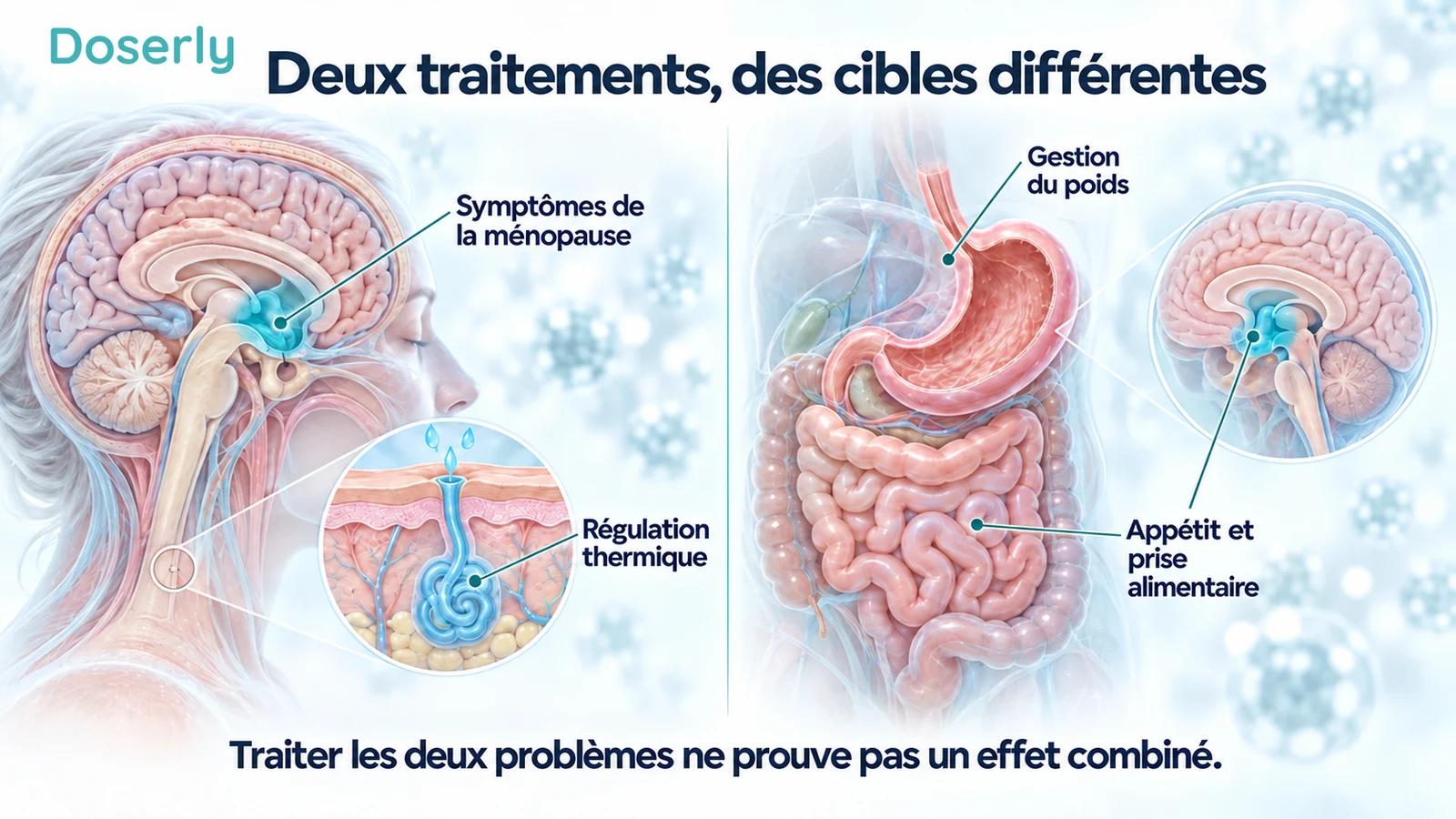 Illustrations distinctes de la régulation de la température par le cerveau et la peau, et du tube digestif avec la signalisation cérébrale liée à l’appétit.