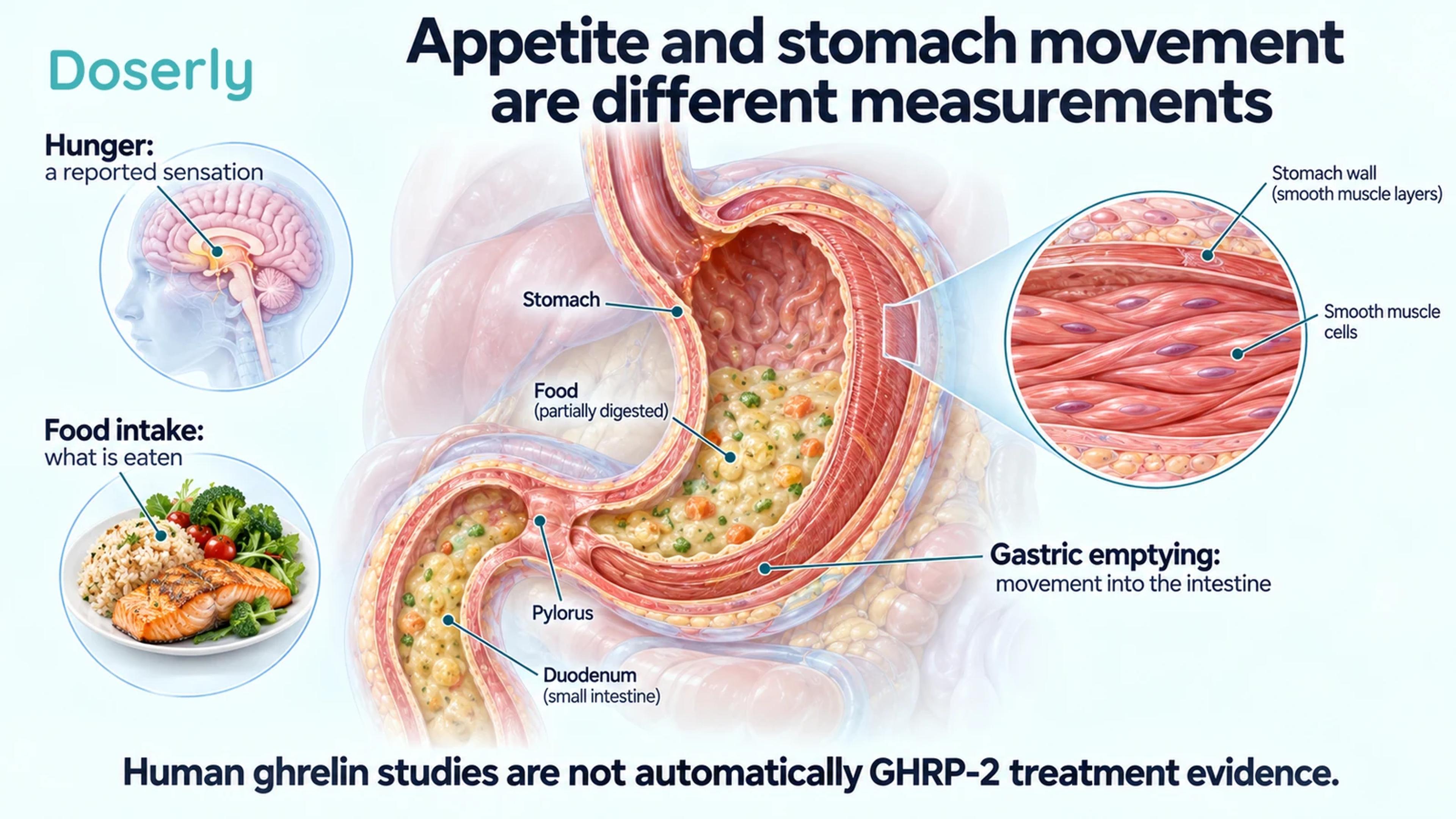 A stomach cutaway and muscle-wall inset distinguish hunger, food intake and movement of contents into the intestine.