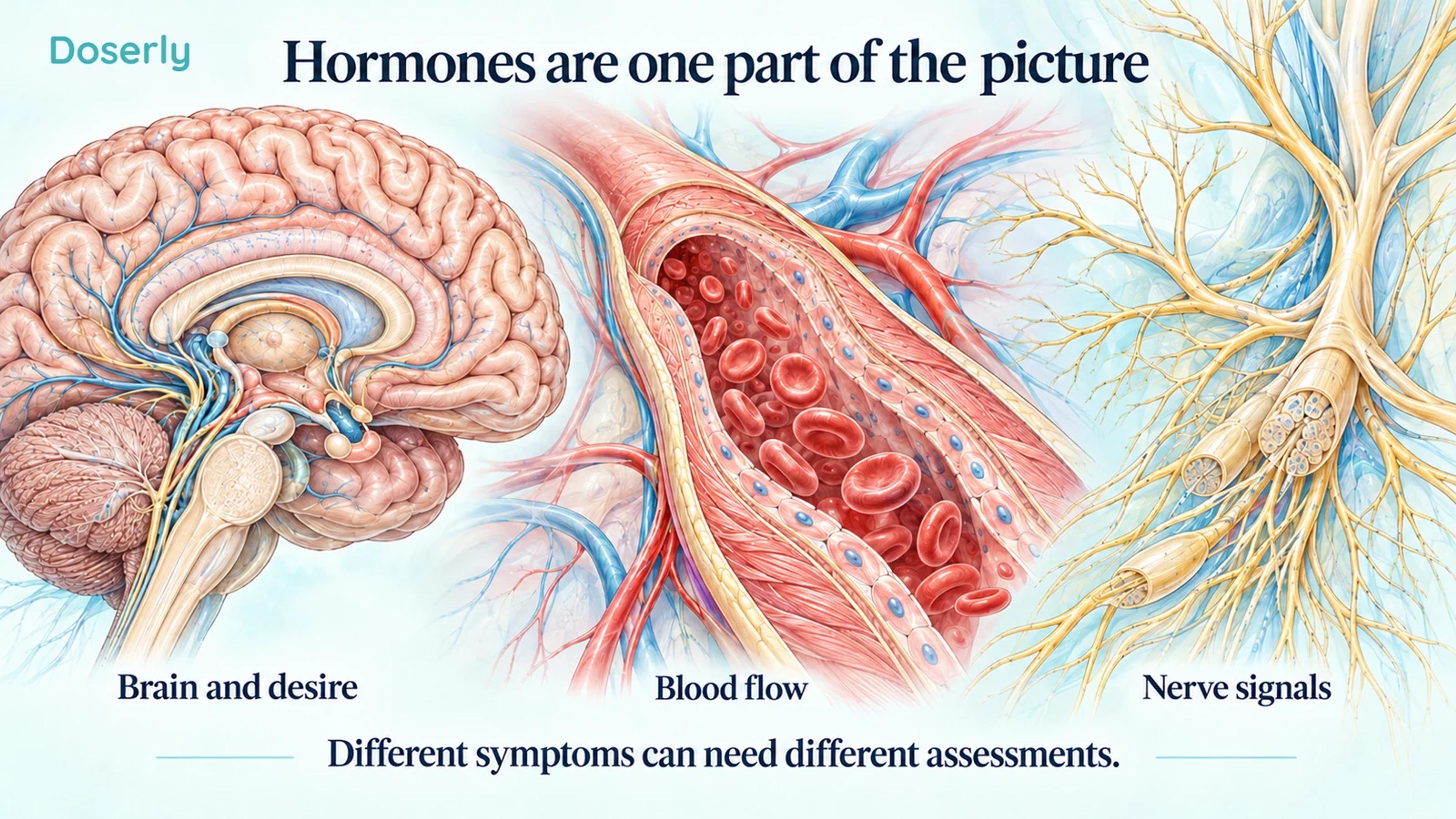 Detailed illustrations of the brain, an artery, and peripheral nerves show different contributors to sexual health.