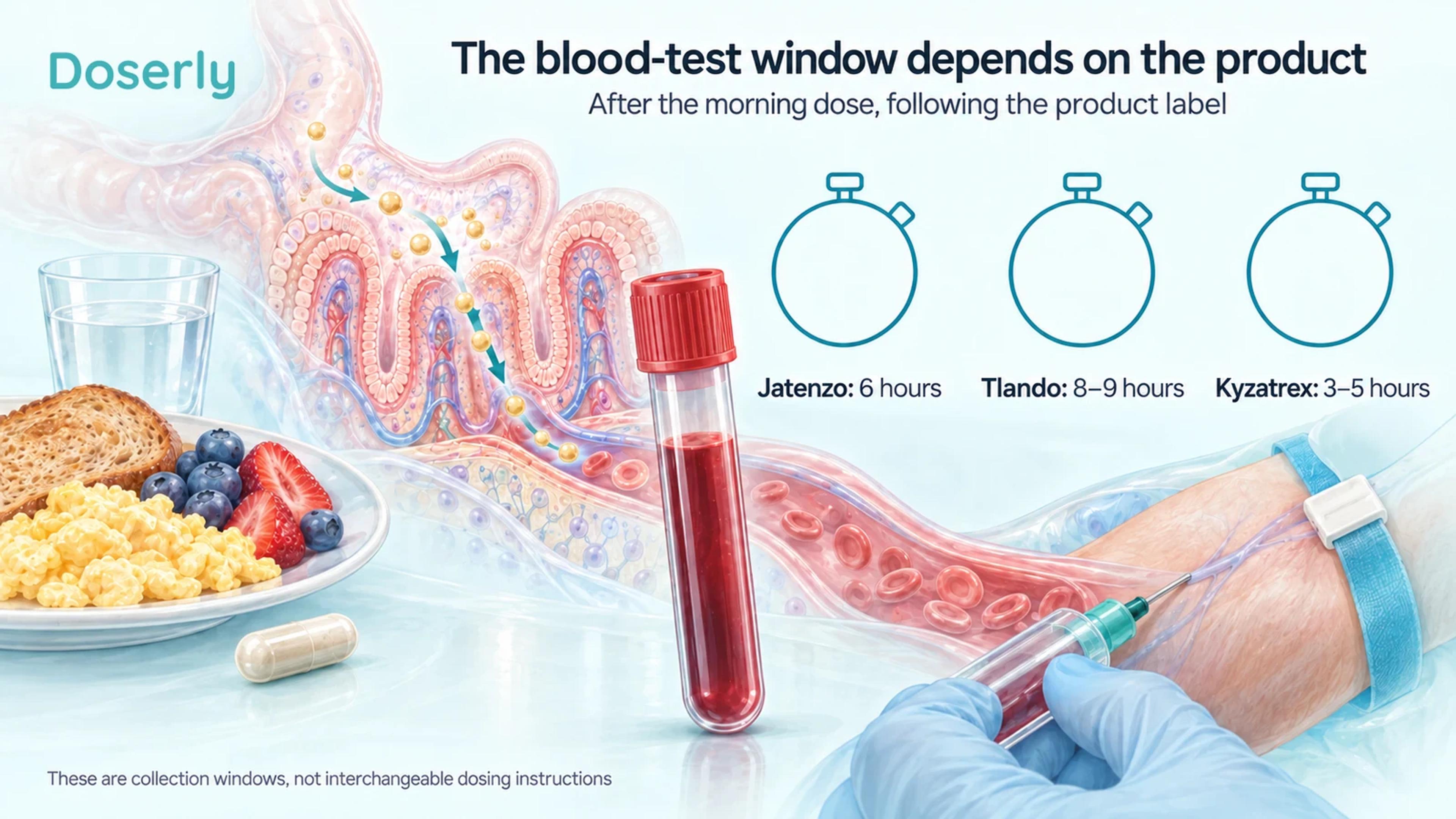 Food, intestinal absorption and a blood sample illustrate the distinct collection windows for three oral products.