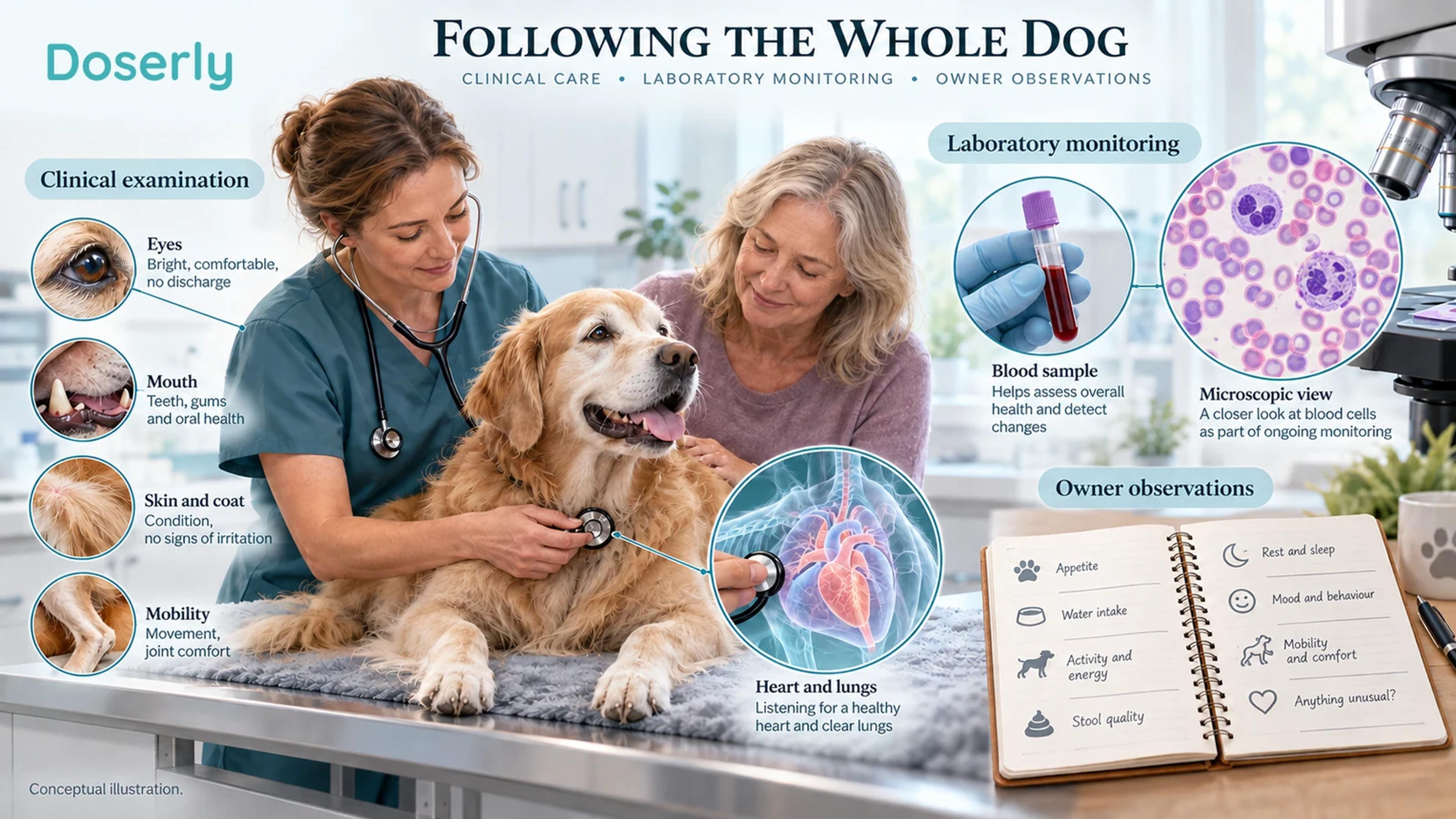 Detailed veterinary research scene with senior dog, clinician examination, blood sample and owner observation notebook