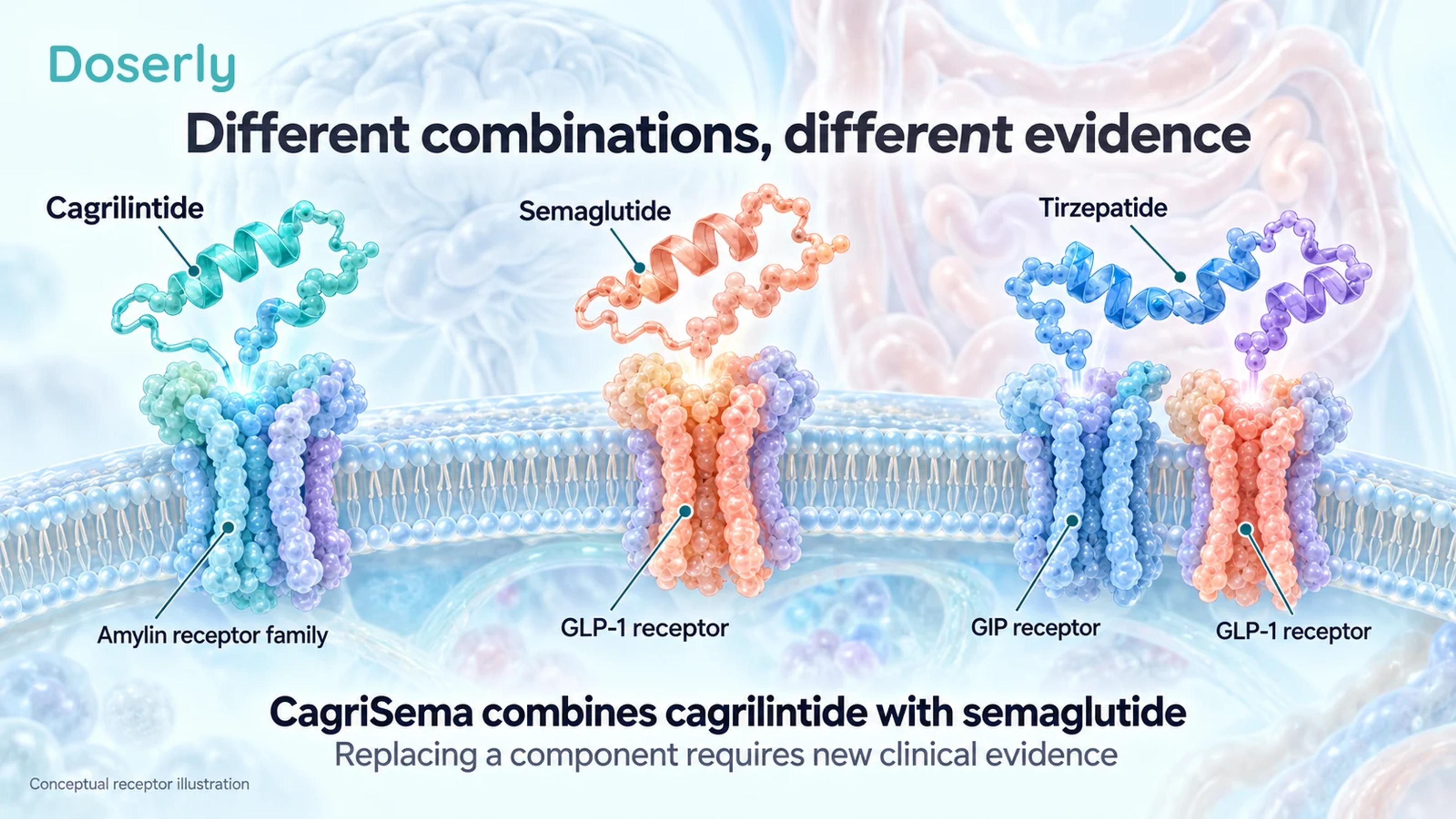 Conceptual receptor illustrations distinguish cagrilintide, semaglutide and tirzepatide