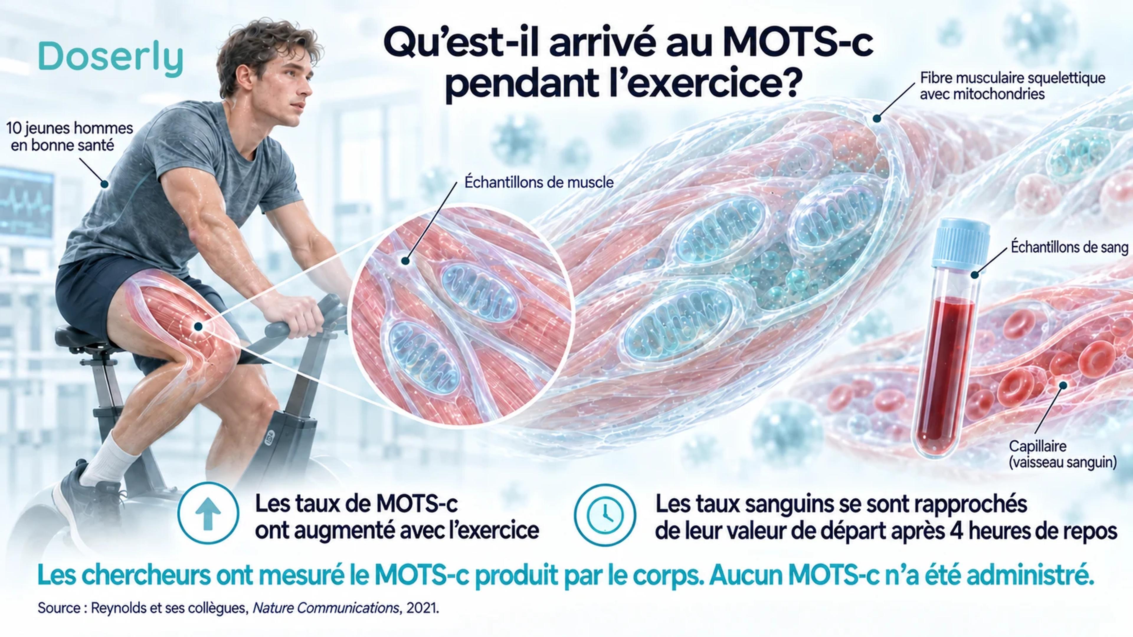 Une séance d’exercice sur vélo stationnaire, à côté de tissu musculaire agrandi et d’un échantillon de sang, expliquant comment les chercheurs ont mesuré le MOTS-c produit par le corps chez dix jeunes hommes en bonne santé.