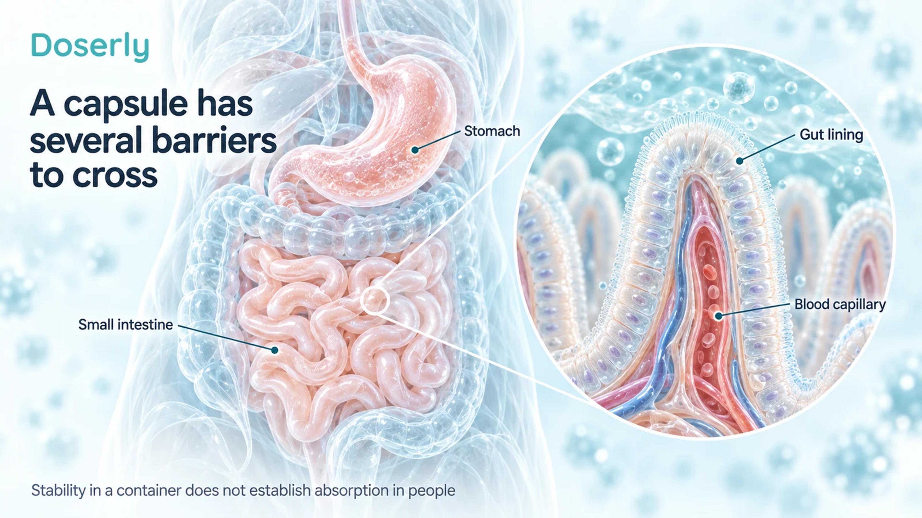 Digestive tract cutaway and enlarged intestinal villus showing the gut lining and a blood capillary.