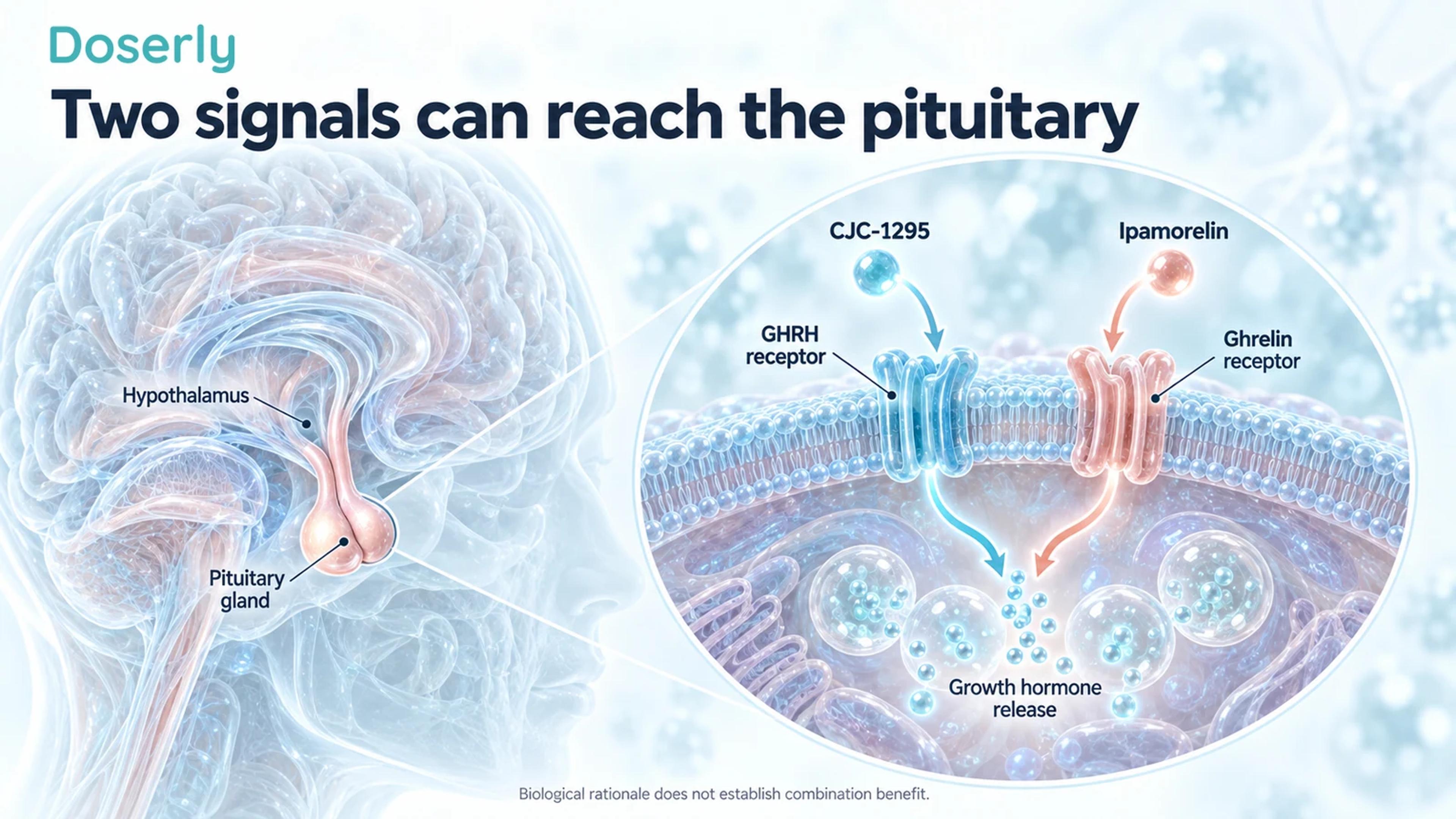 Pituitary anatomy with separate conceptual GHRH and ghrelin receptors involved in growth hormone release.