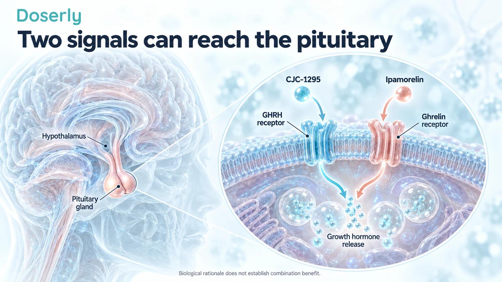 Pituitary anatomy with separate conceptual GHRH and ghrelin receptors involved in growth hormone release.