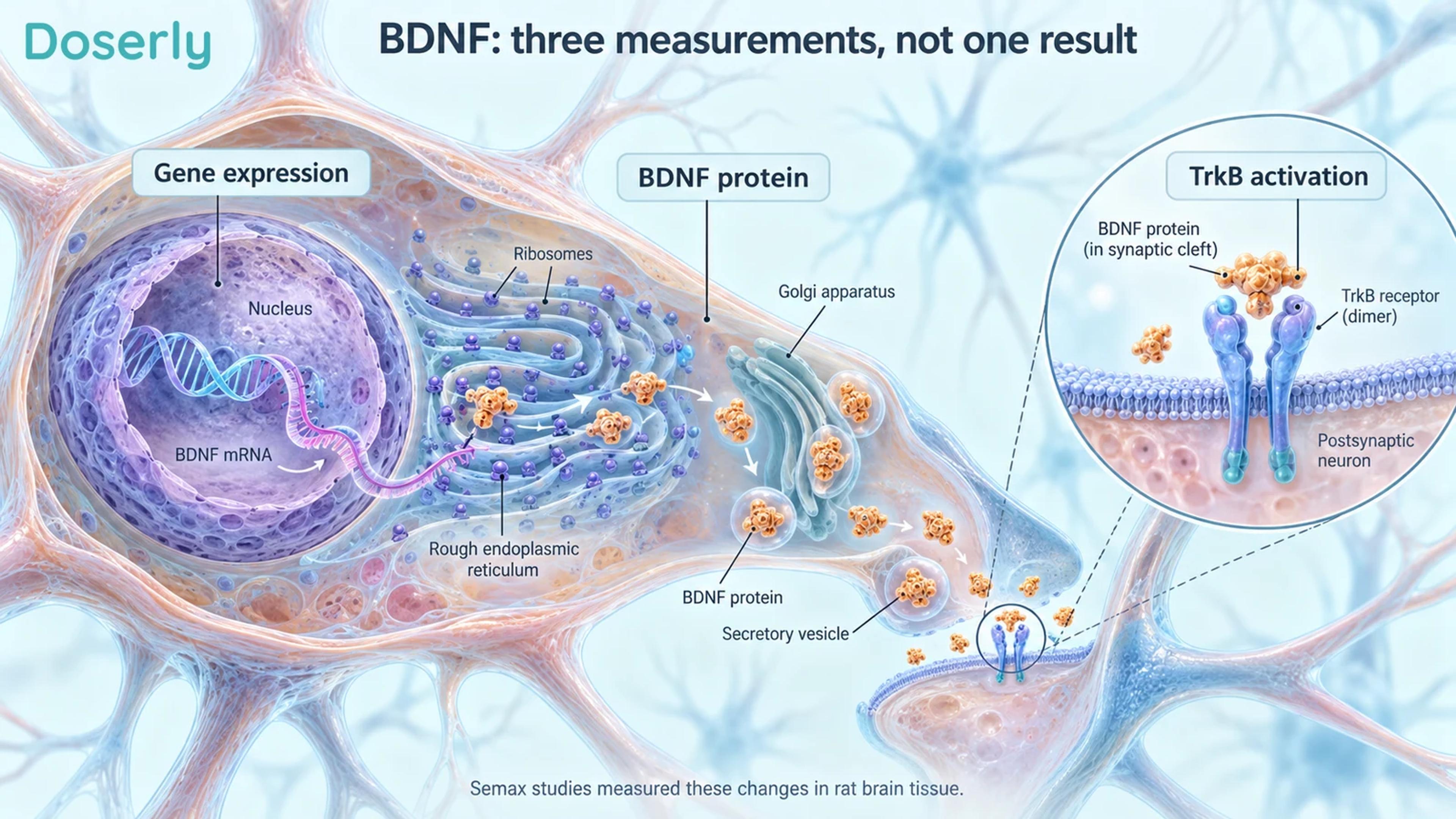 Detailed neuron compartments illustrating gene expression, BDNF protein and TrkB receptor activation as separate measurements.
