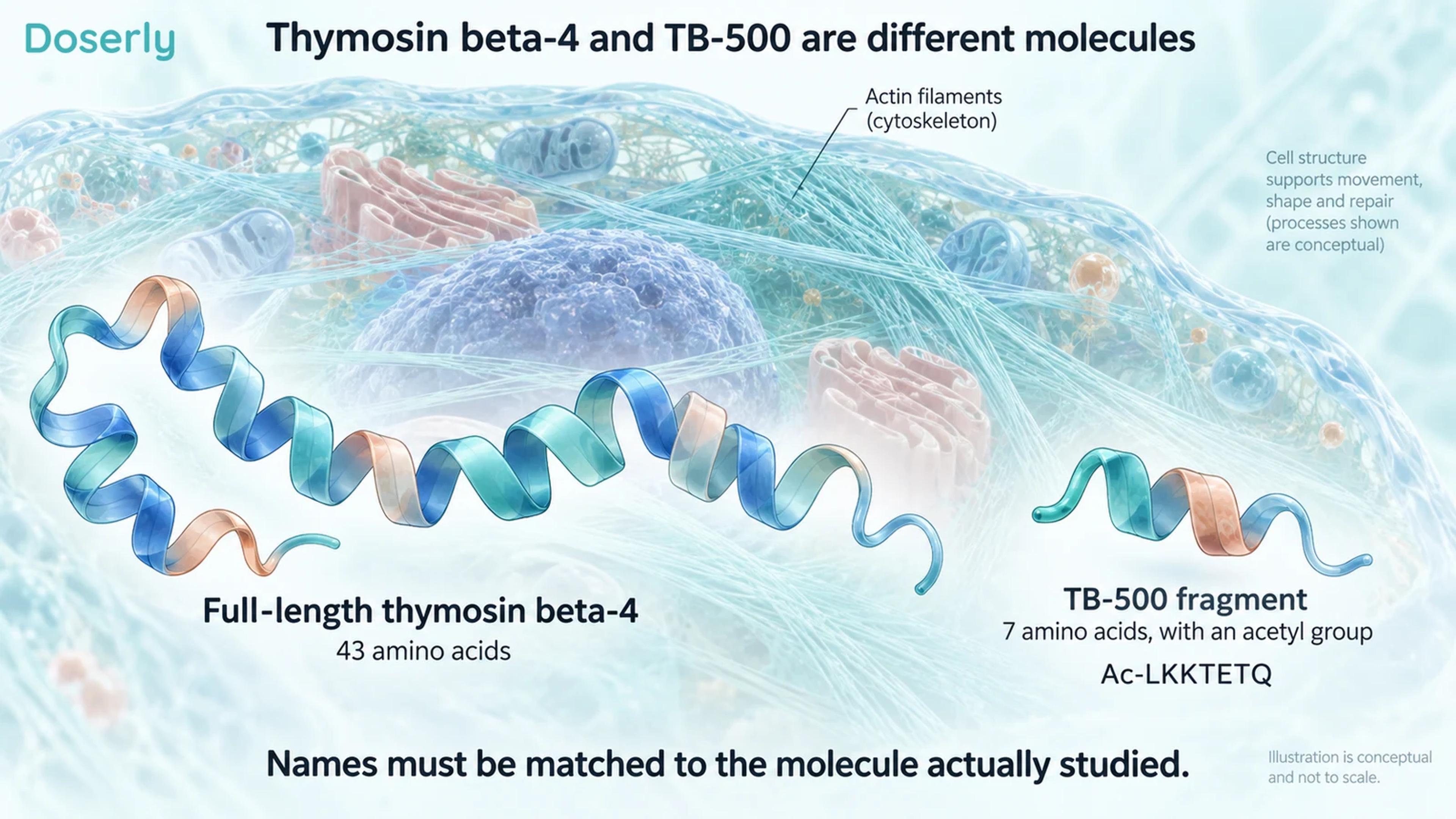 Conceptual long and short peptide ribbons are labeled as full-length thymosin beta-4 and the TB-500 fragment against a cellular background.