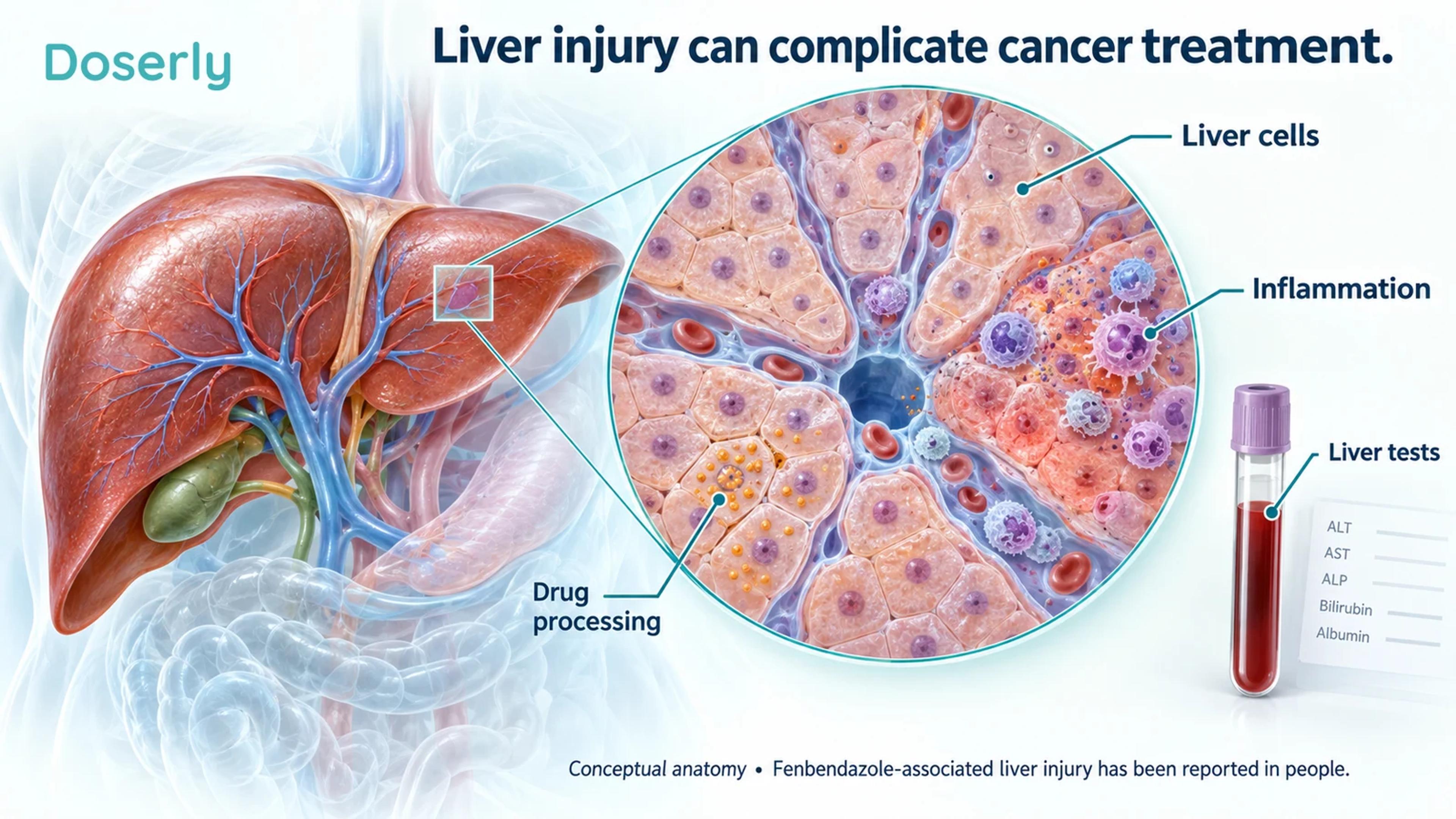 Liver anatomy with a magnified conceptual view of liver cells and inflammation, alongside a blood sample for liver tests.