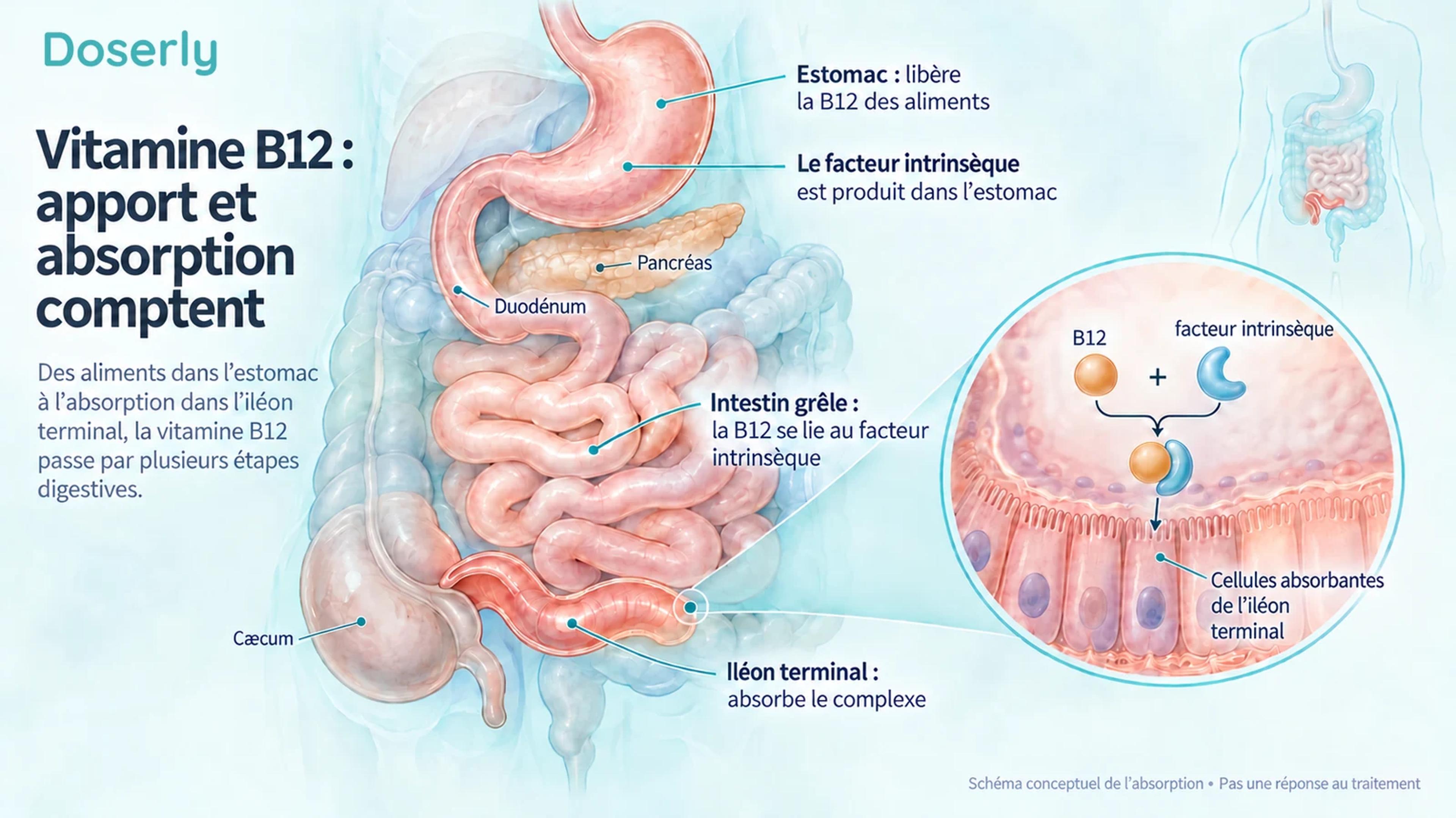 Anatomie digestive montrant l’estomac, l’intestin grêle et l’iléon terminal qui interviennent dans l’absorption de la vitamine B12.