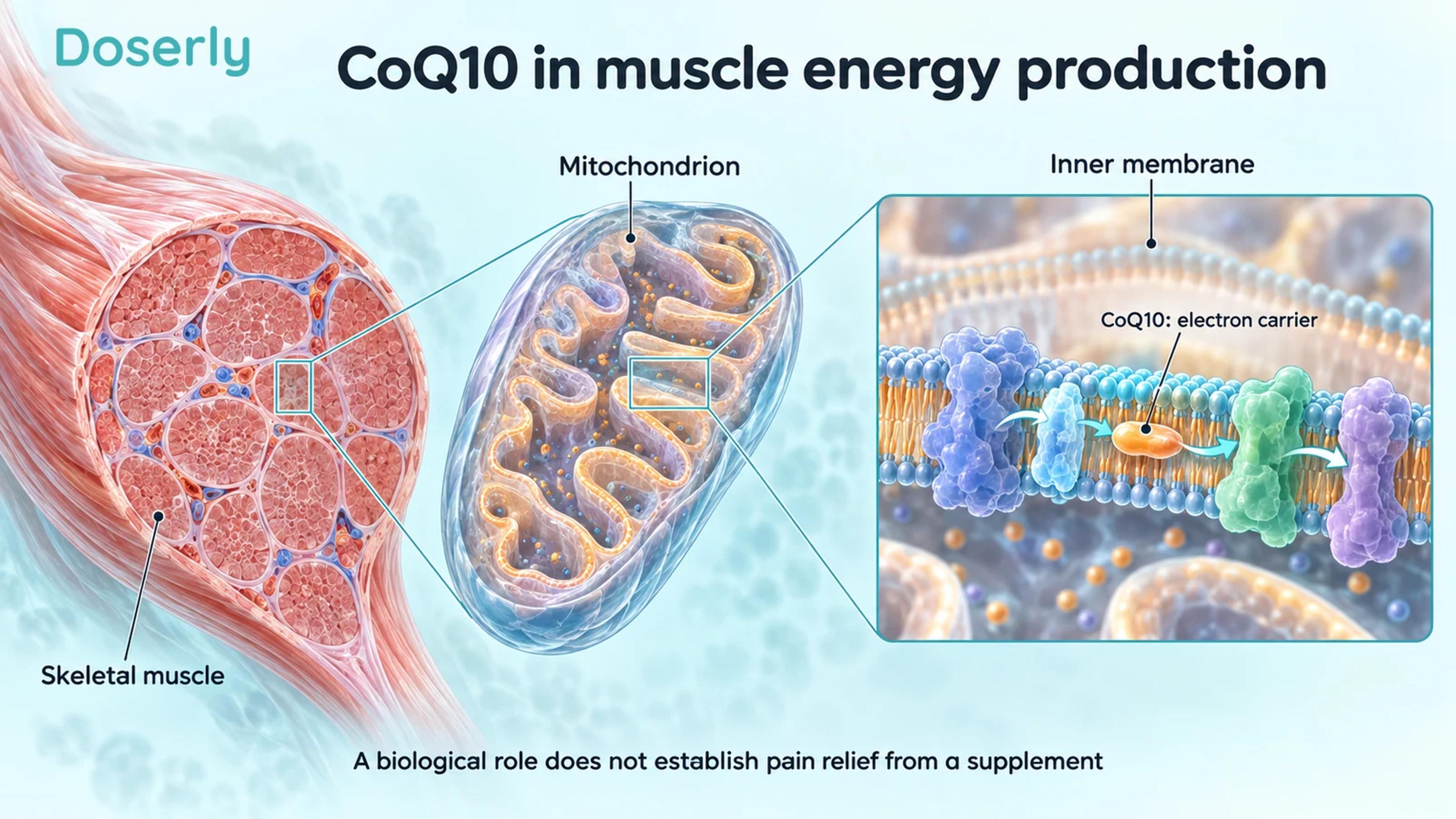 Skeletal muscle, a mitochondrion and a magnified inner membrane showing CoQ10's conceptual electron-carrier role.