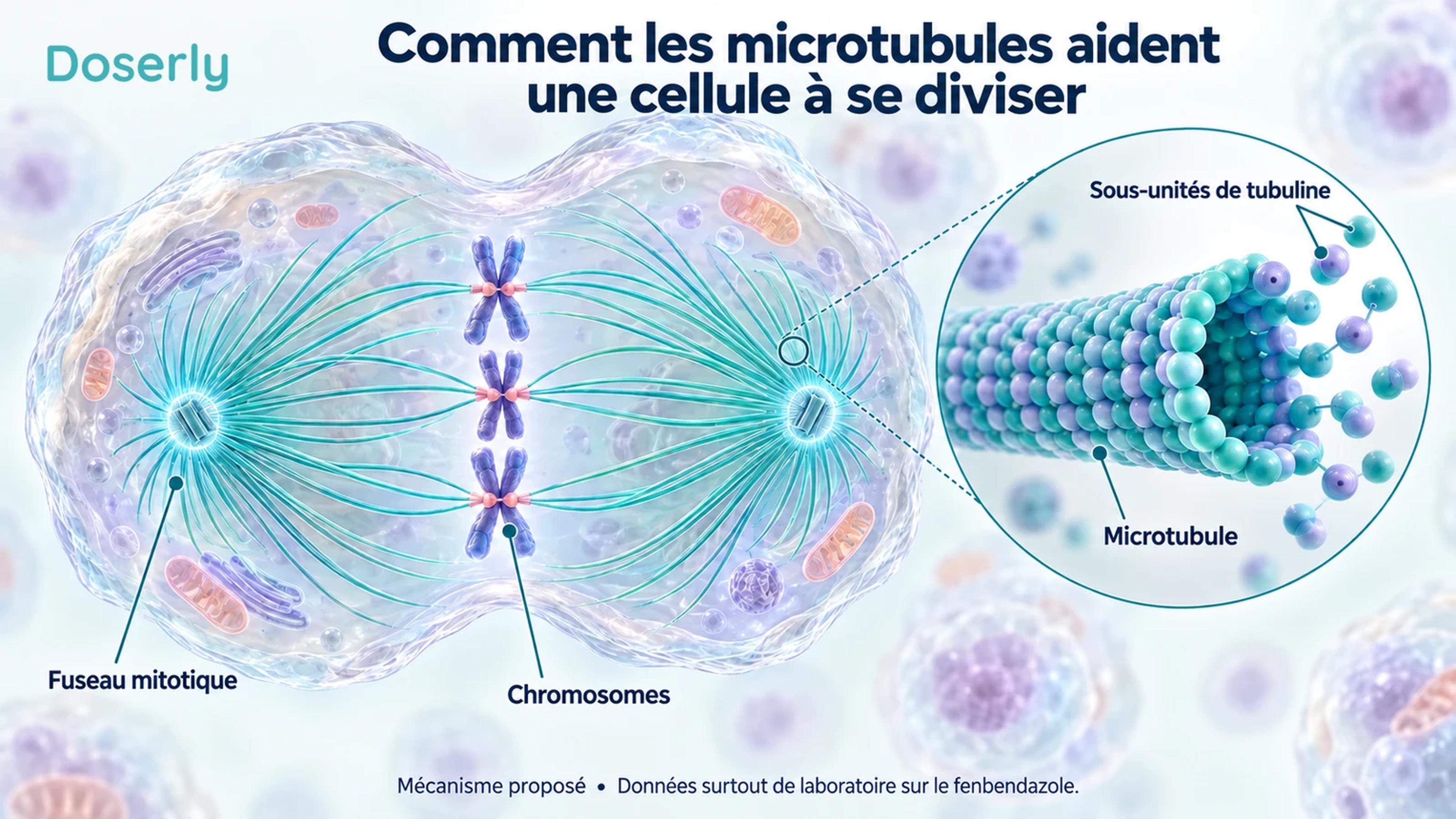 Illustration conceptuelle détaillée d’une cellule en division, des chromosomes, du fuseau de microtubules et d’une structure de tubuline agrandie.