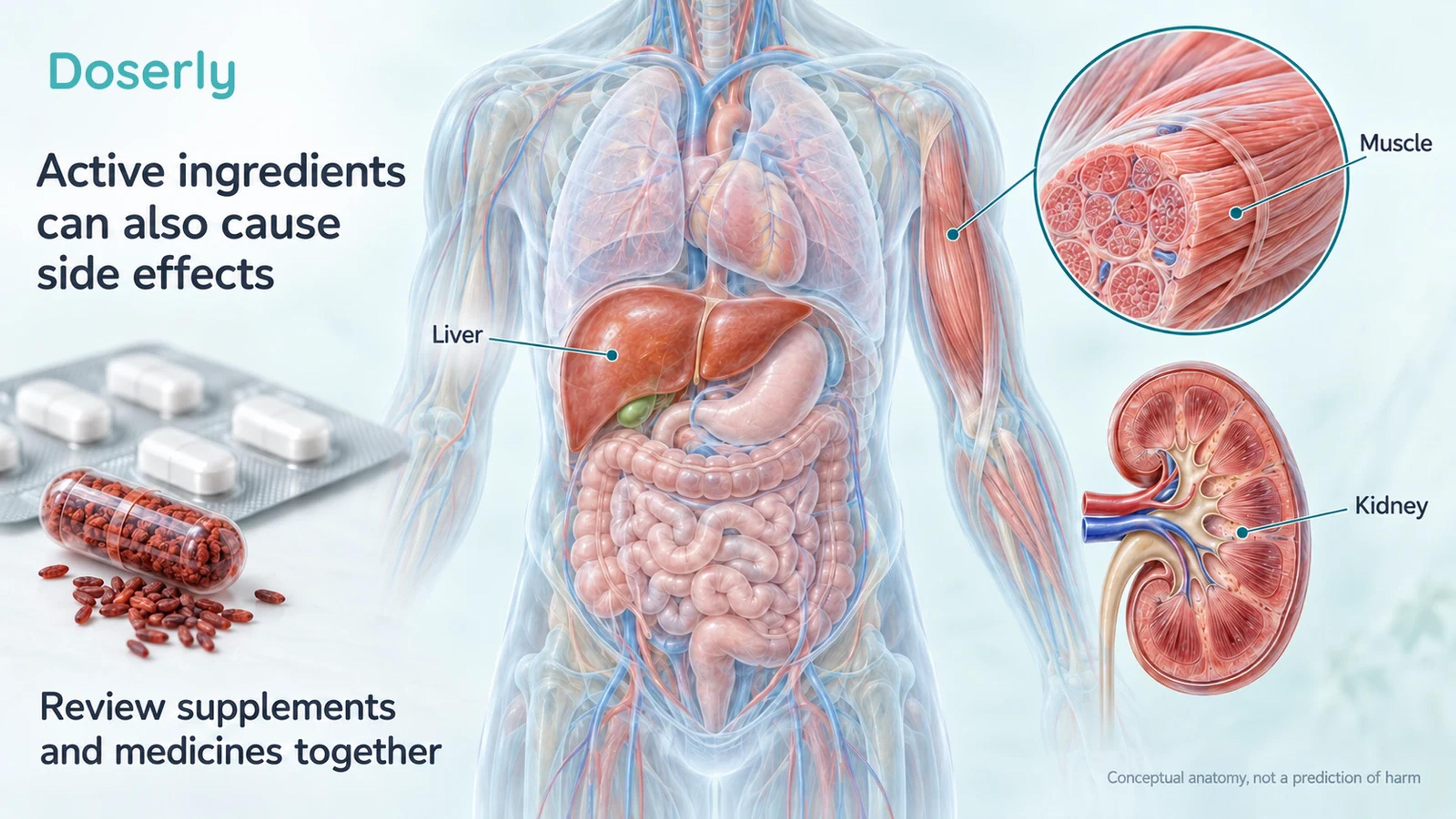 Liver, skeletal muscle fibers and a kidney illustrated beside a rice capsule and medicine blister strip.