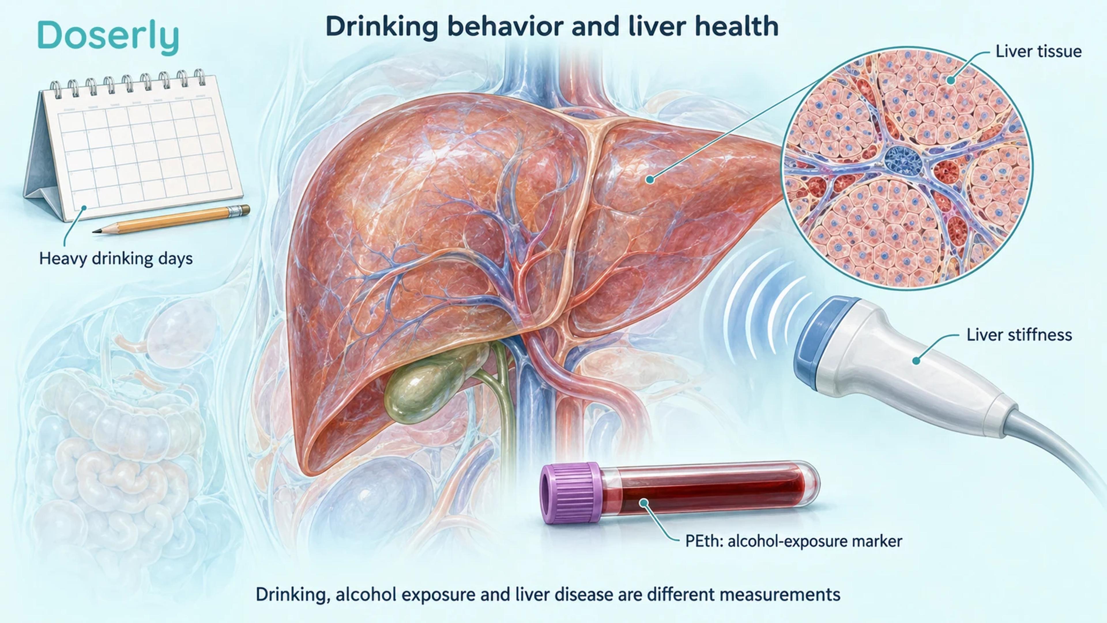 Detailed liver anatomy, a calendar, blood specimen and ultrasound transducer distinguish alcohol and liver outcomes.