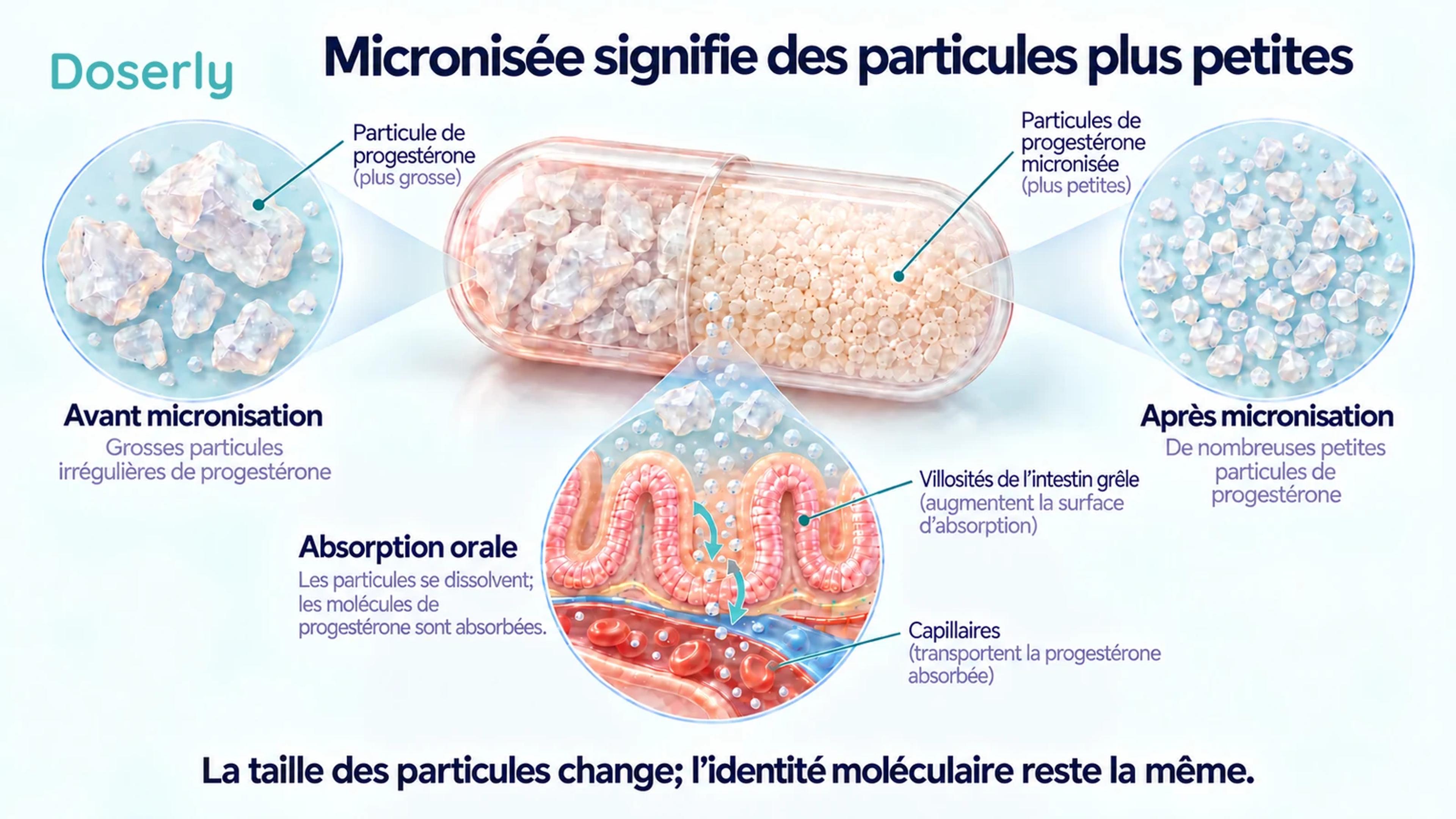 Comparaison conceptuelle de la taille des particules de progestérone, avec un encadré intestinal montrant la dissolution avant l’absorption.