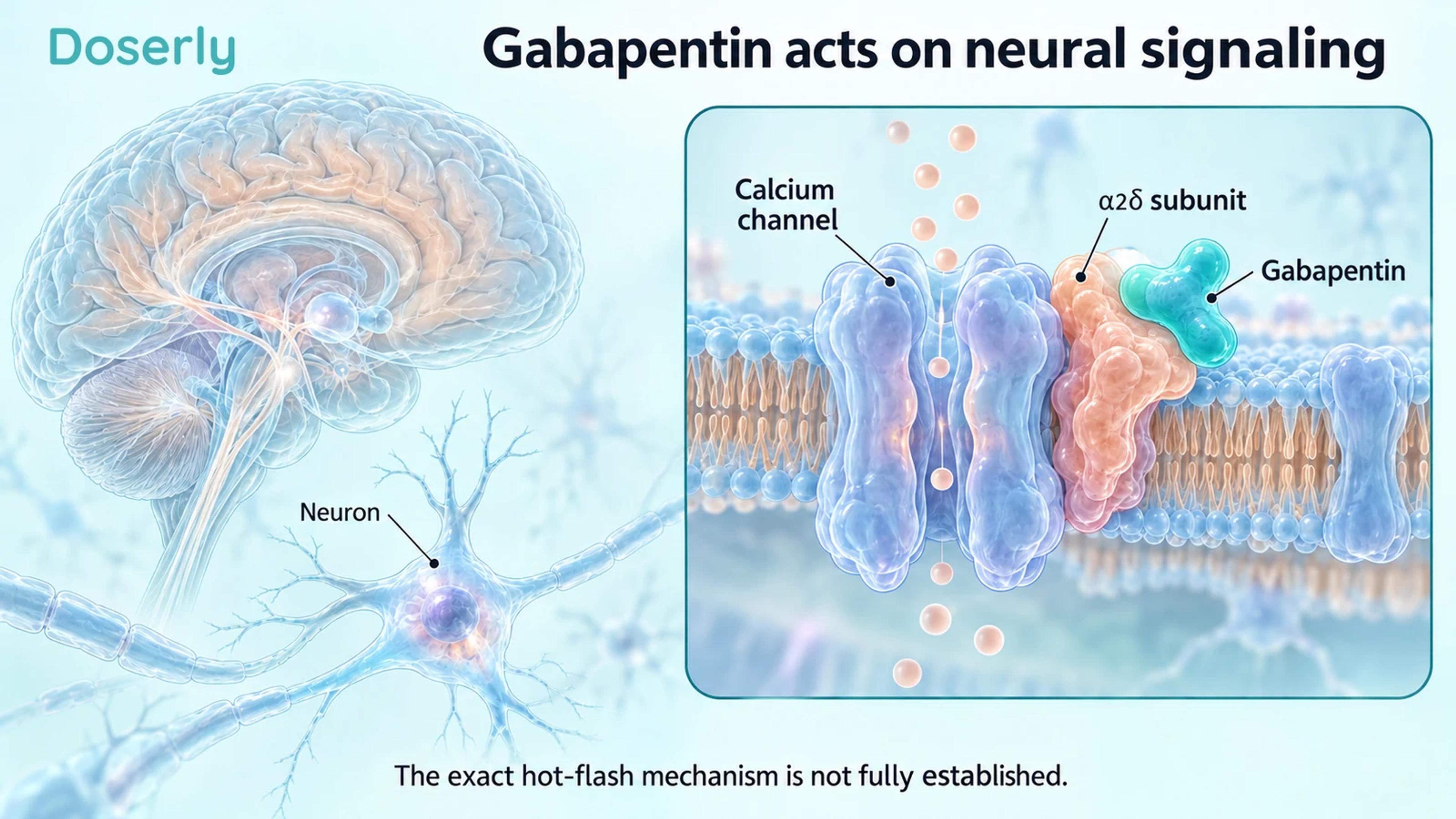 Translucent brain and neuron beside a conceptual calcium-channel membrane inset showing gabapentin at the alpha-2-delta subunit.