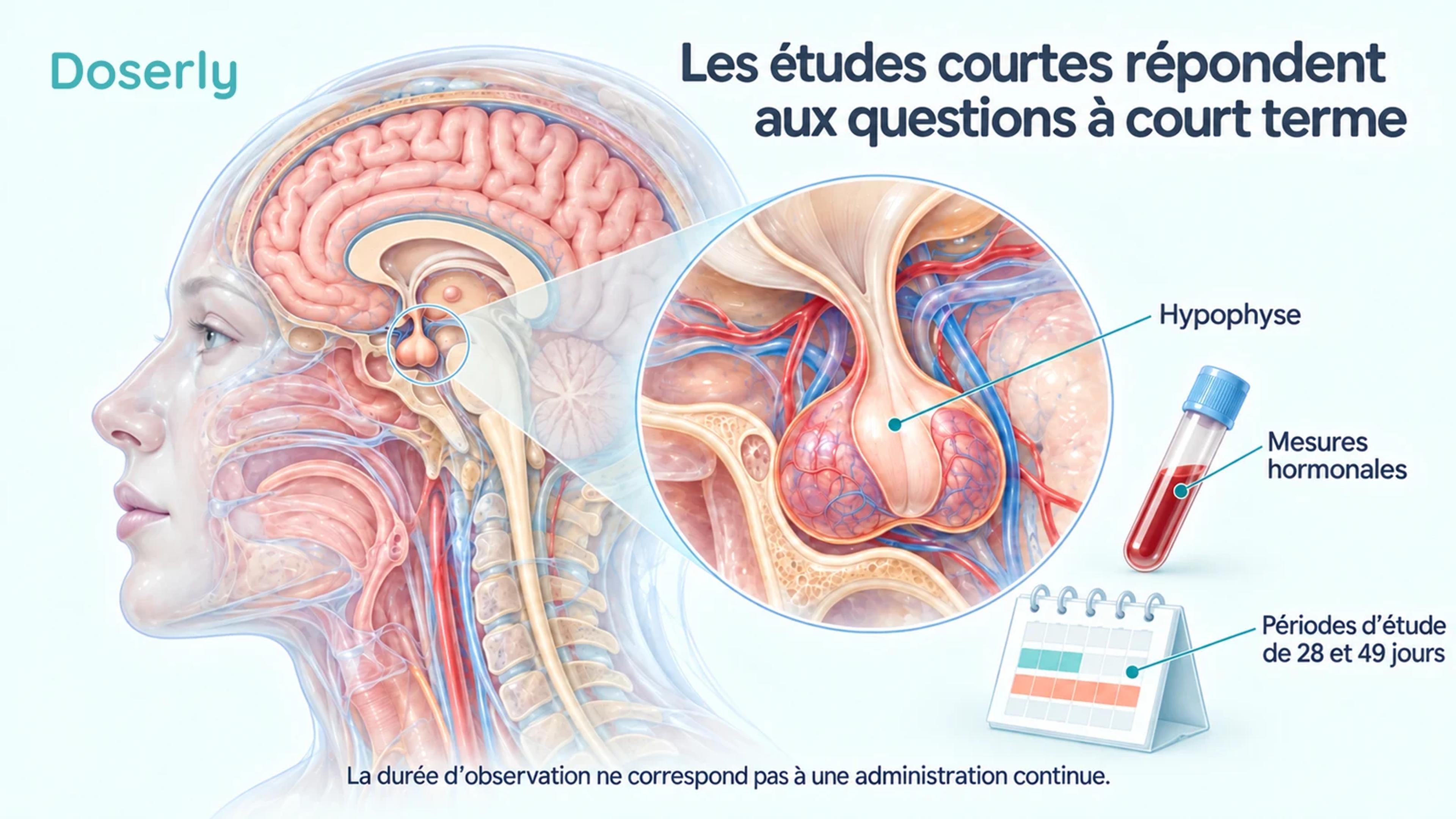 L’anatomie de l’hypophyse humaine, un échantillon de sang et un calendrier illustrent les courtes périodes d’observation des premières recherches sur le CJC-1295.