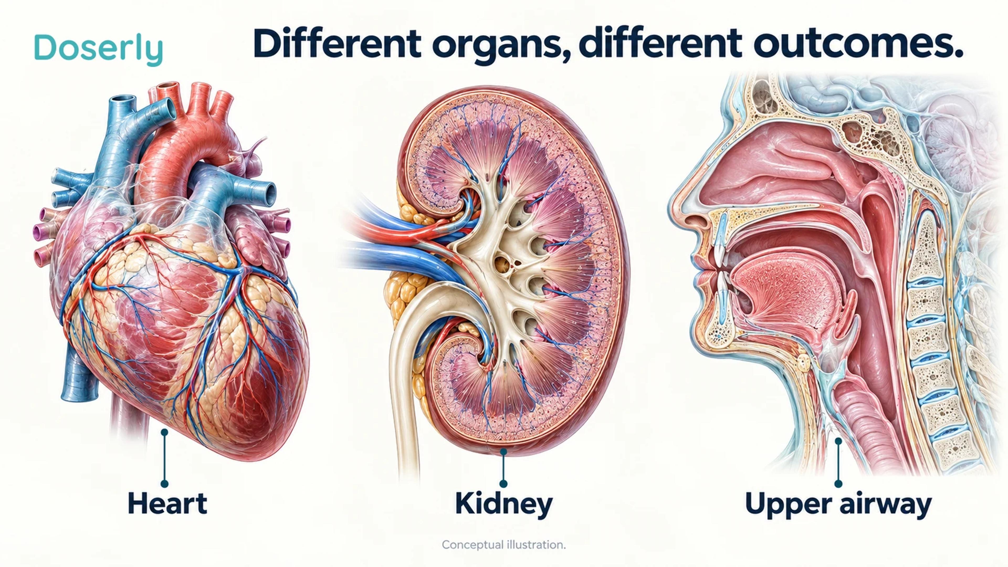Conceptual anatomical overview of heart, kidneys and upper airway as different sites of clinical outcomes.