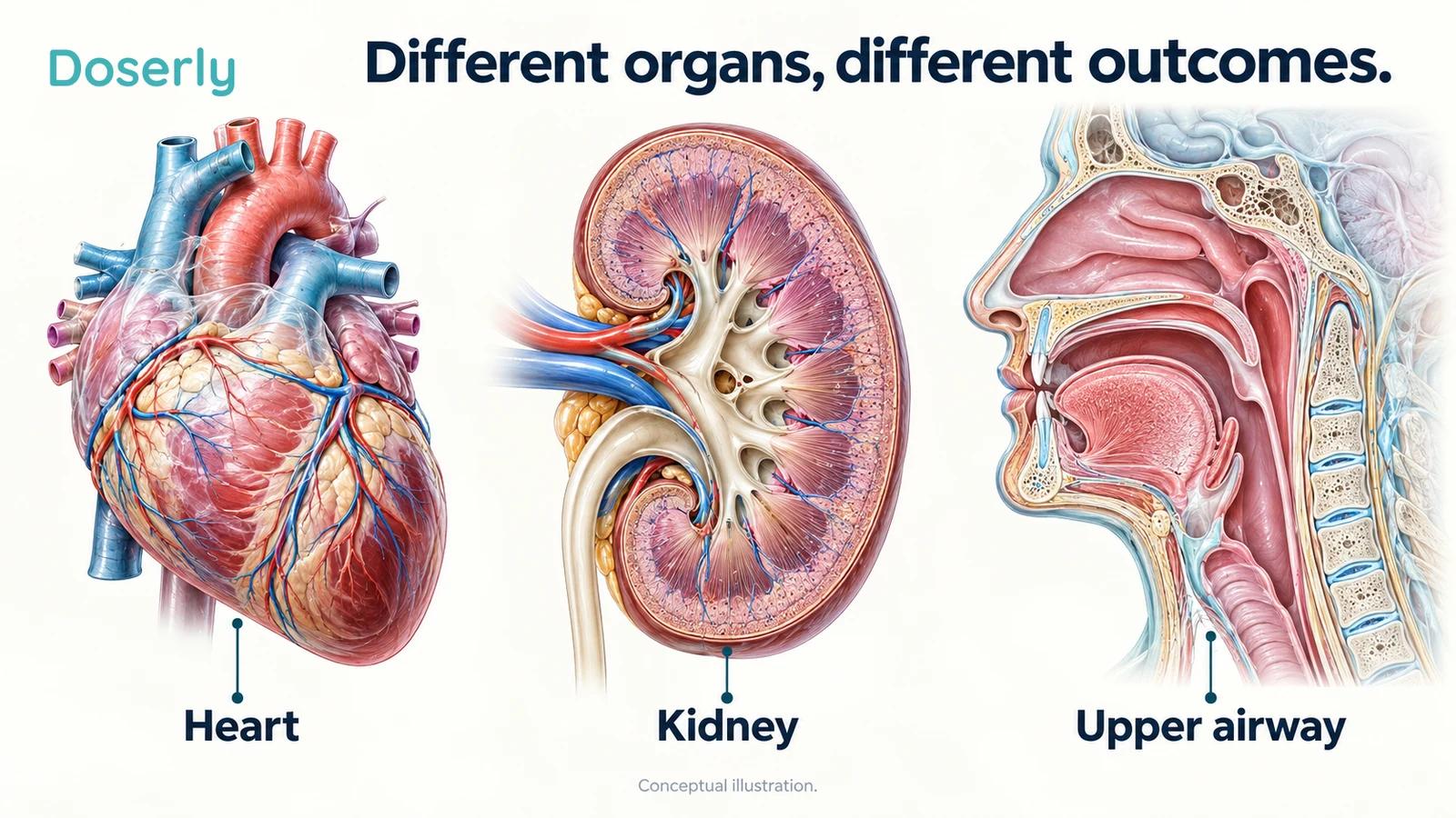 Conceptual anatomical overview of heart, kidneys and upper airway as different sites of clinical outcomes.