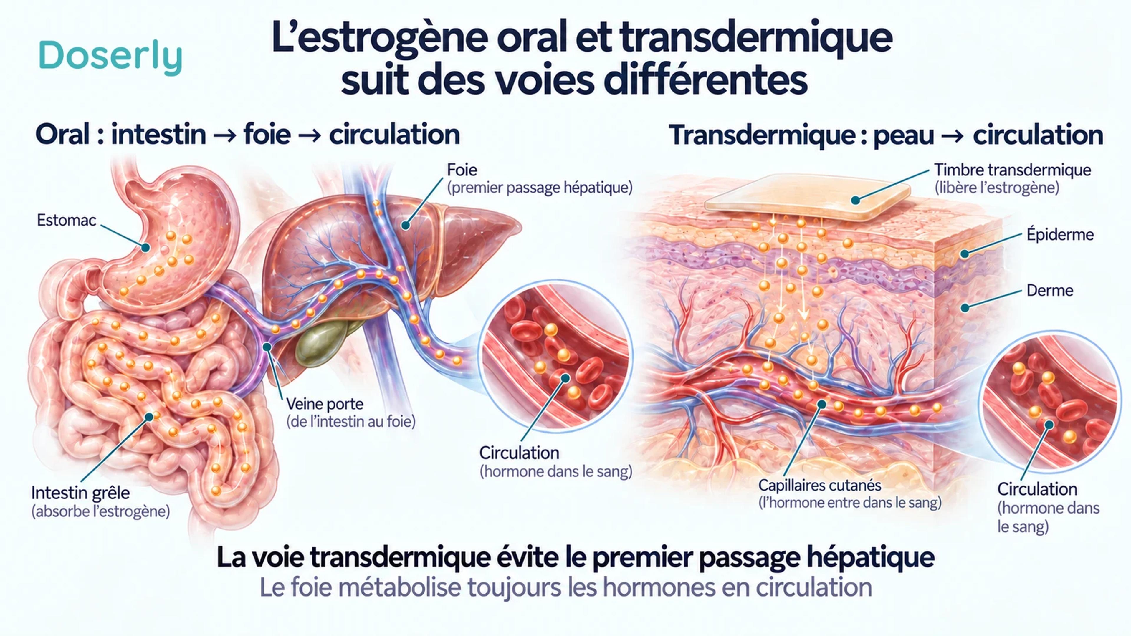 Illustration anatomique détaillée du système digestif, du foie et de la peau montrant l’estrogène oral atteignant d’abord le foie et l’estrogène transdermique entrant dans les capillaires cutanés.
