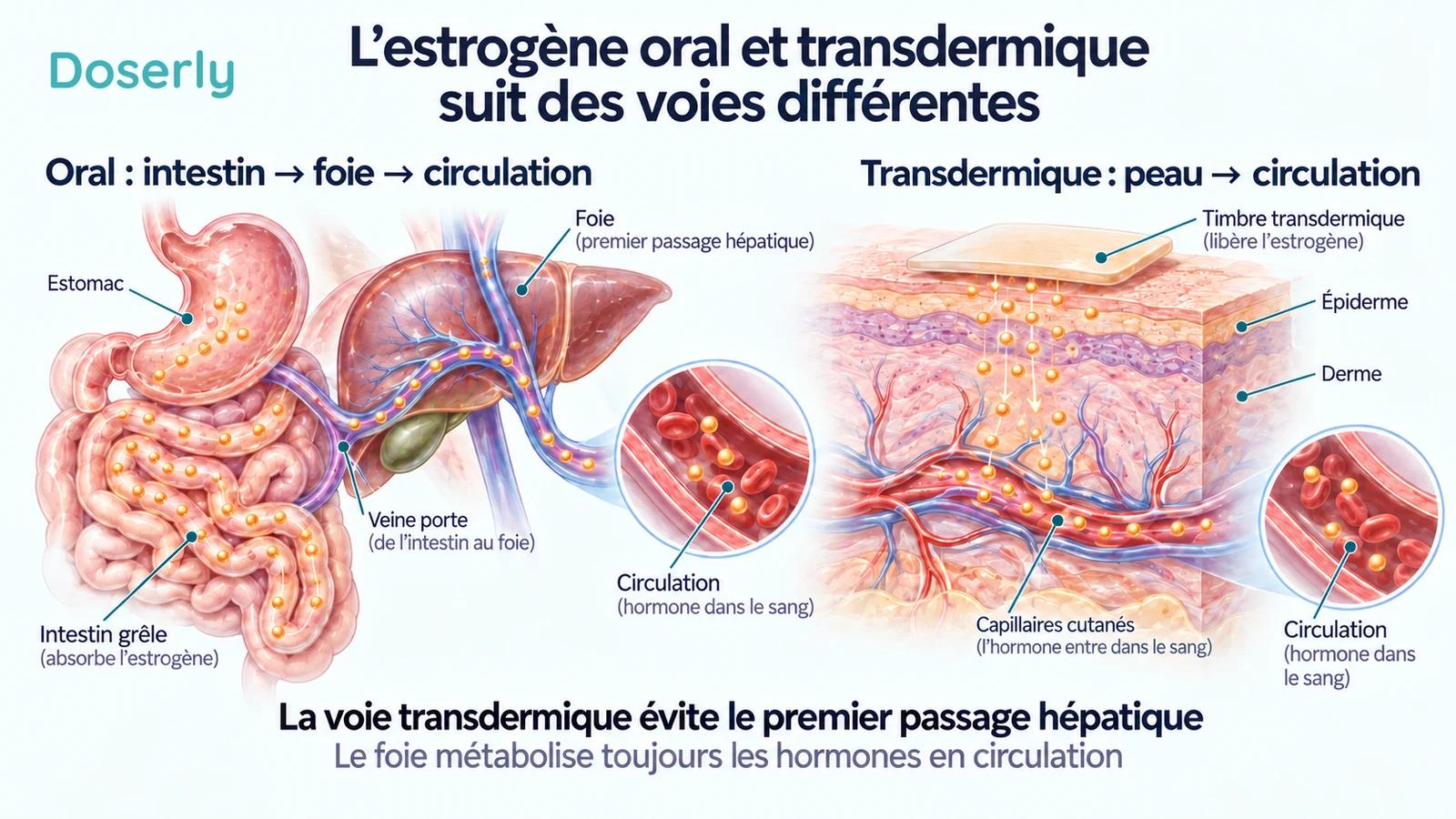 Illustration anatomique détaillée du système digestif, du foie et de la peau montrant l’estrogène oral atteignant d’abord le foie et l’estrogène transdermique entrant dans les capillaires cutanés.